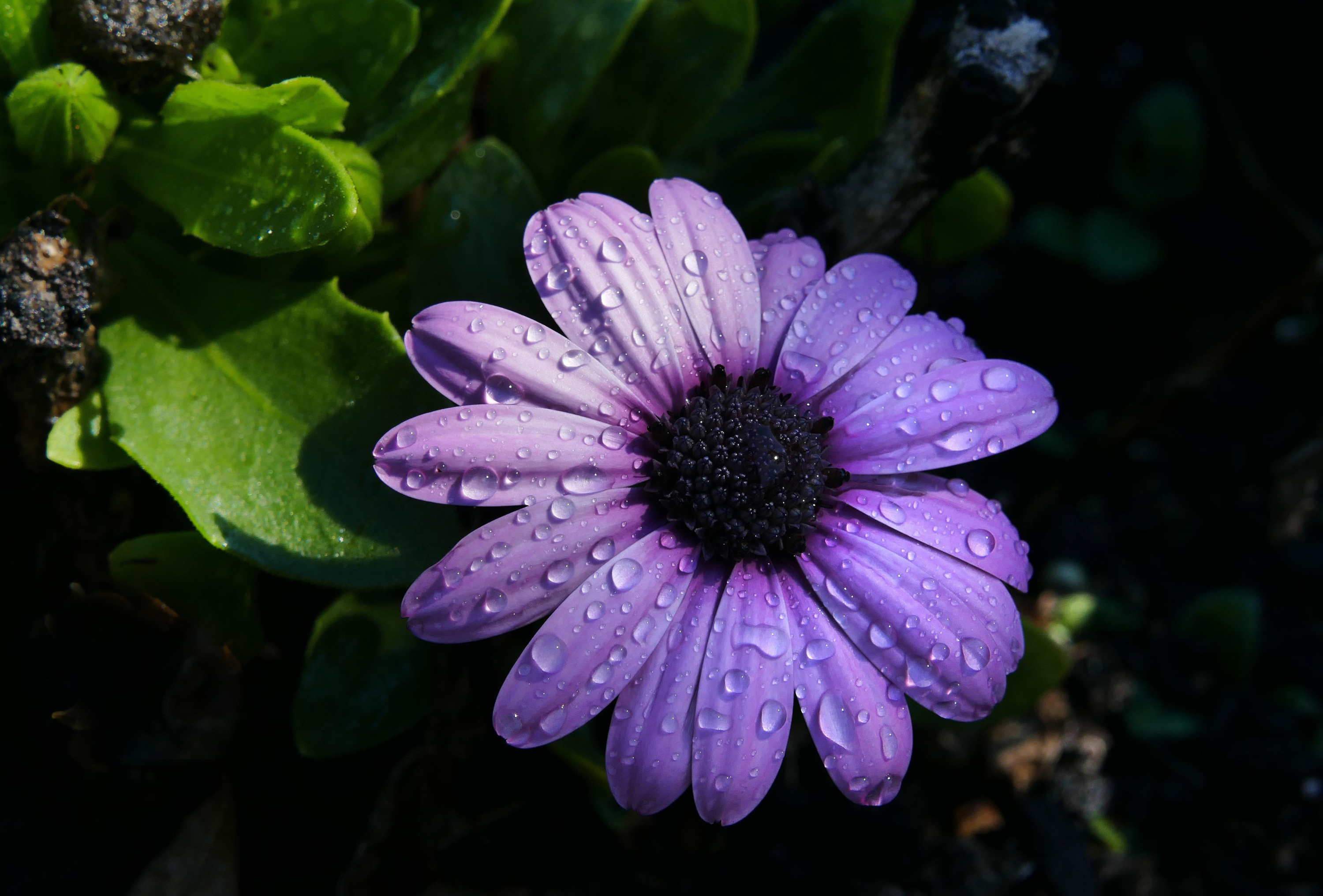 water drop, earth, african daisy, daisy, flower, osteospermum, purple flower