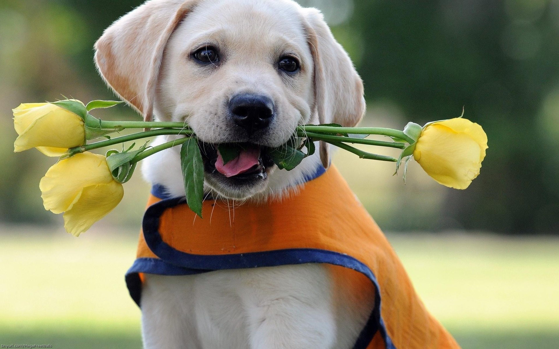 animal, cute, dog, flower, puppy, rose, yellow rose