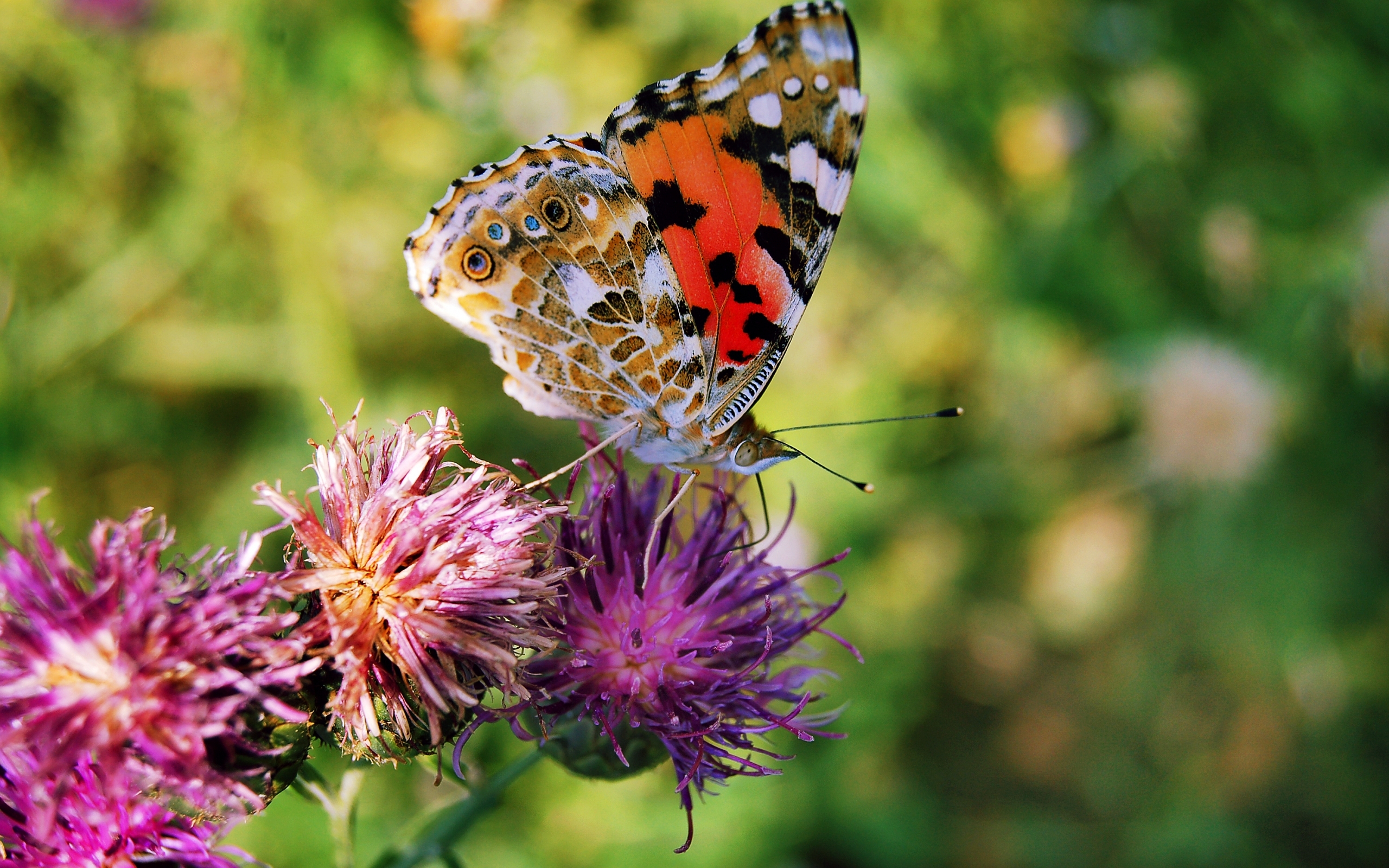 在您的 PC 桌面上免費下載 蝴蝶, 花卉, 昆虫 圖片