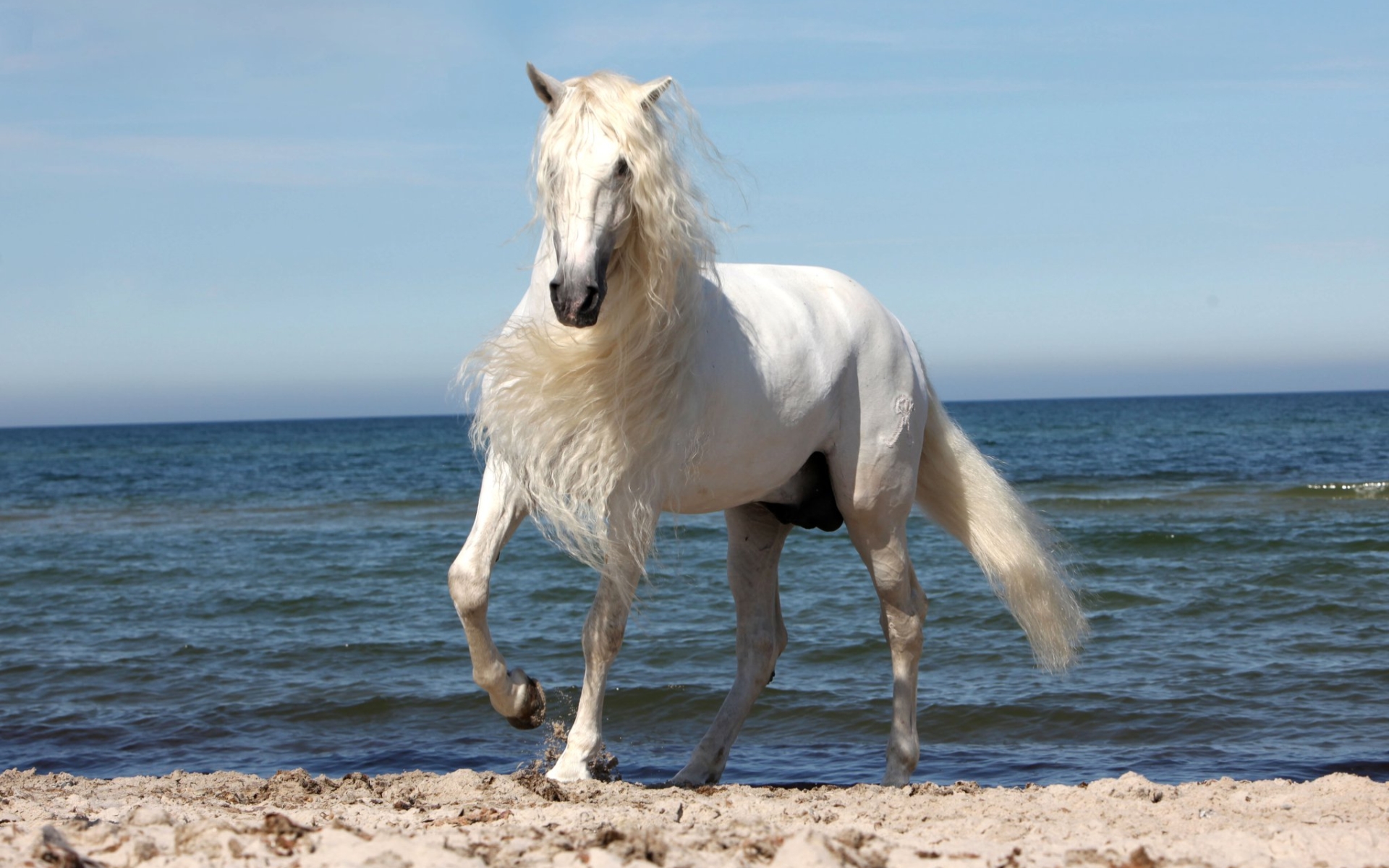 Белая Лошадь