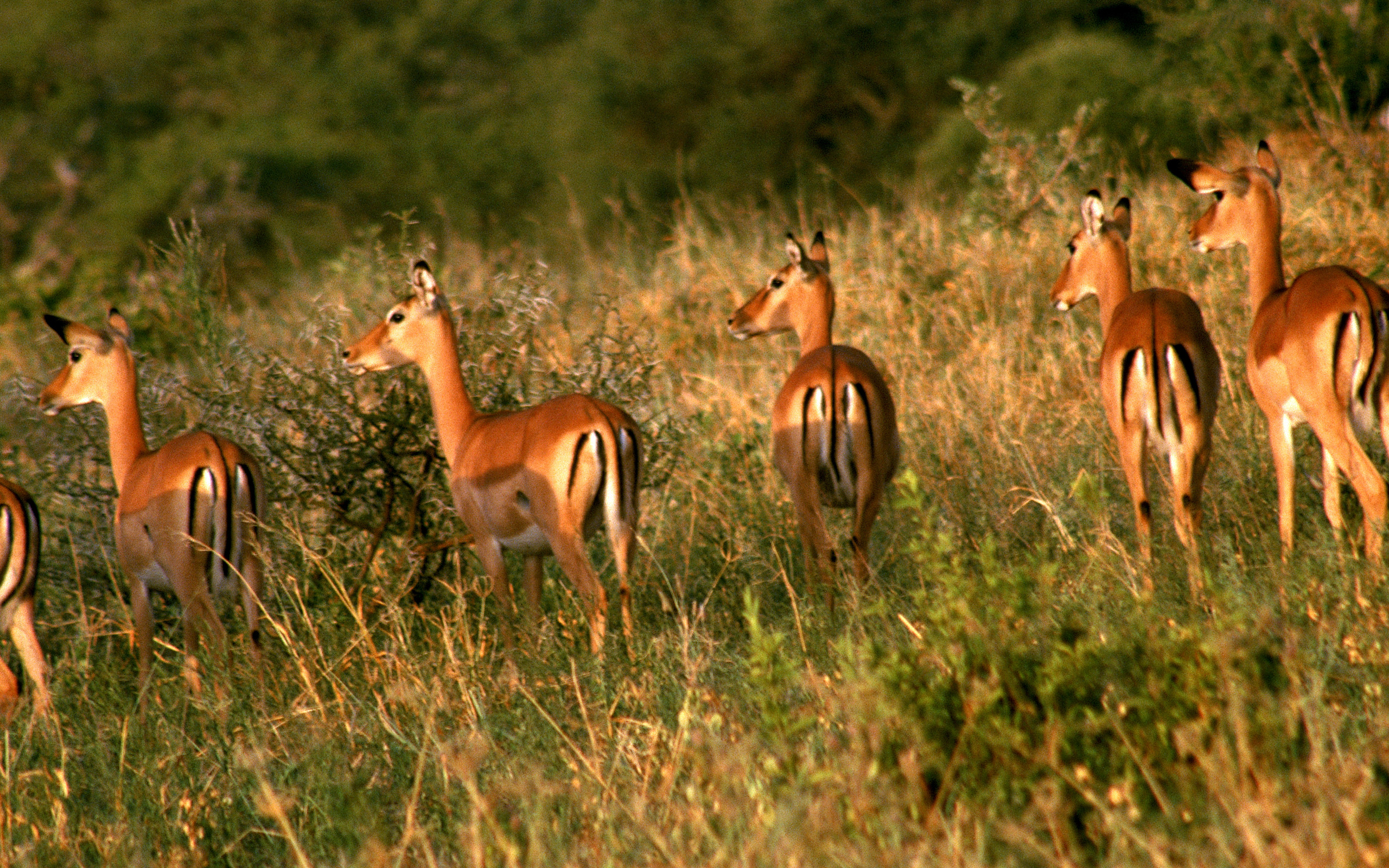 animal, impala Free Stock Photo