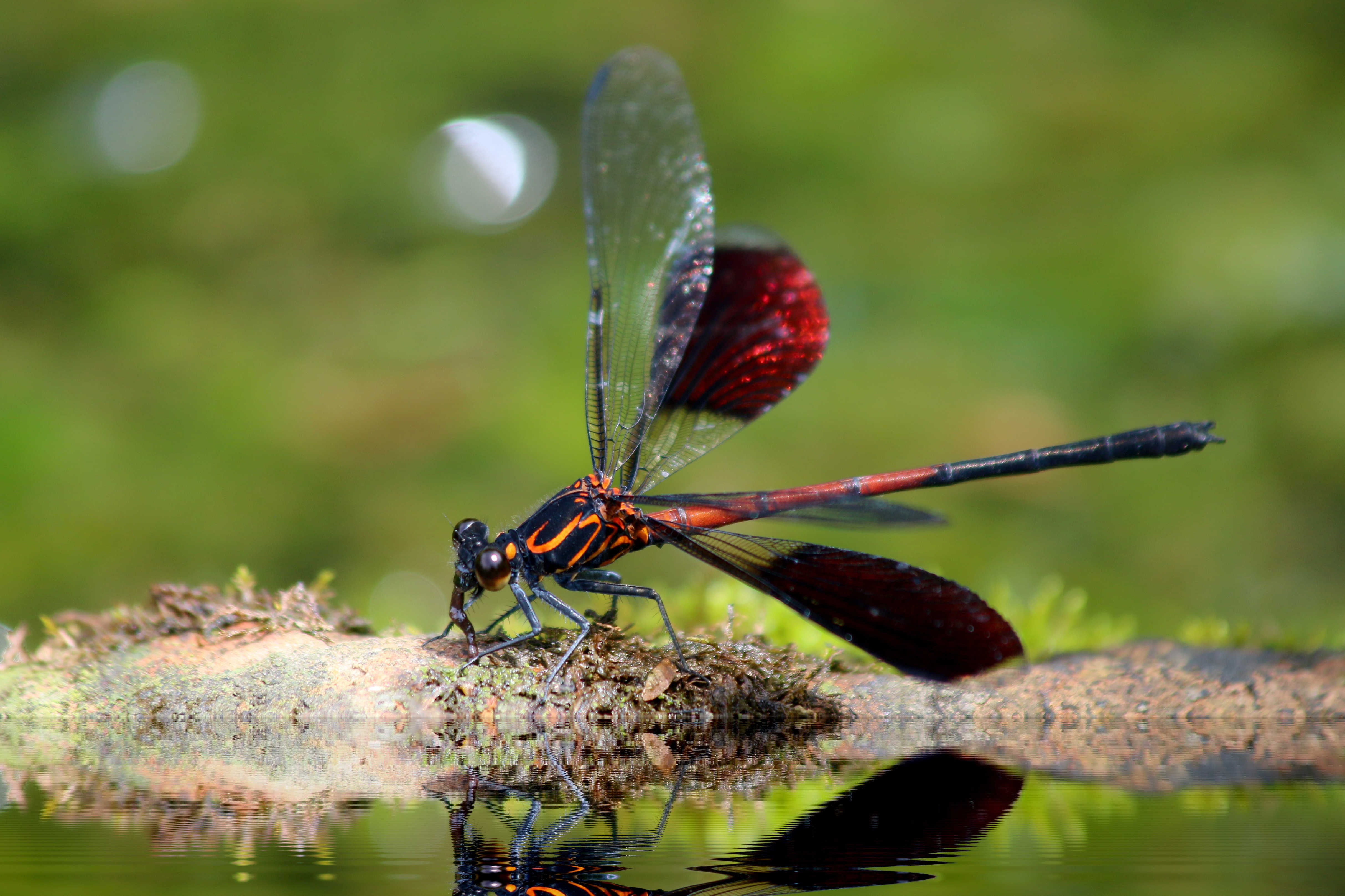 Free download wallpaper Insect, Dragonfly, Macro, Close Up on your PC desktop