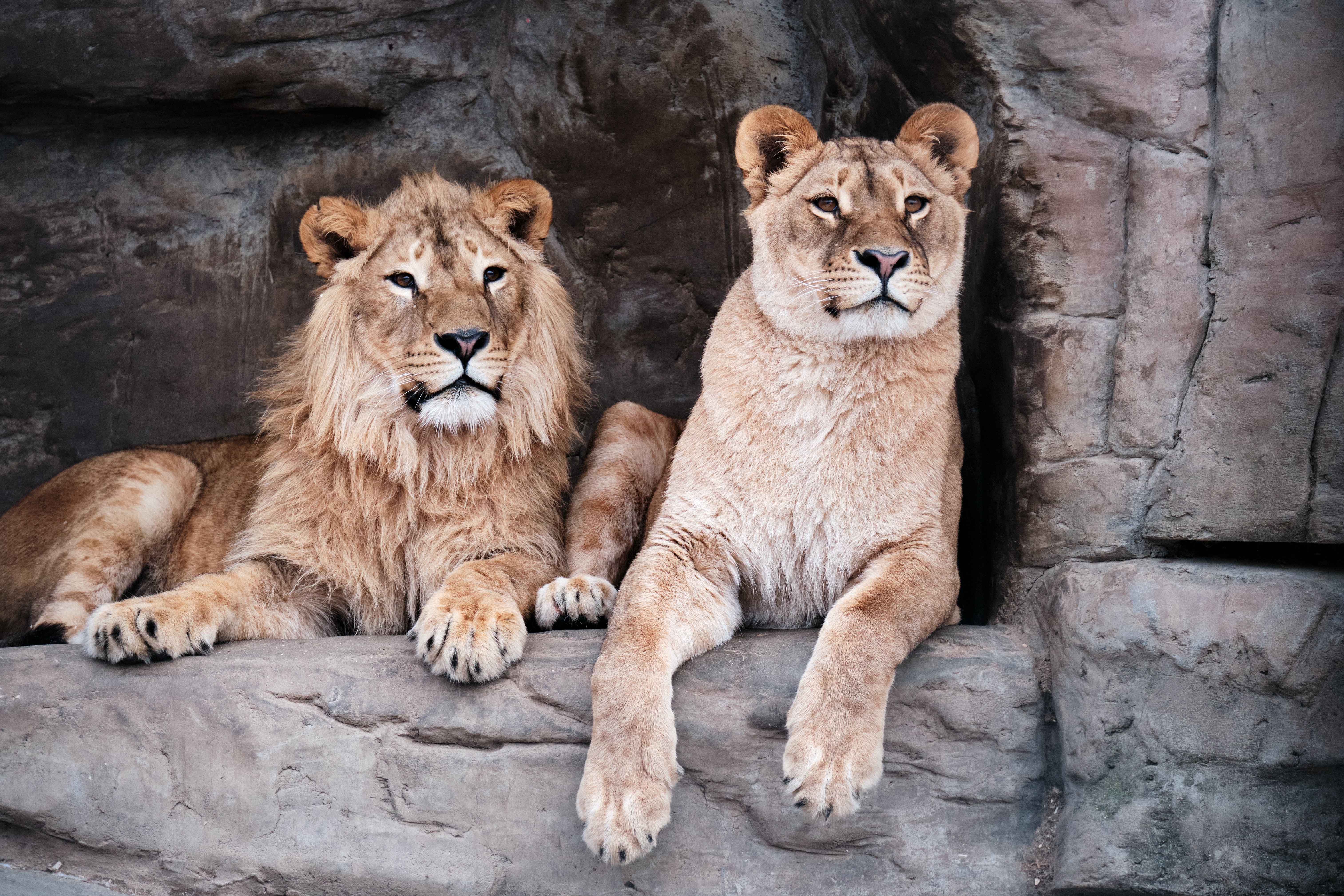 Download mobile wallpaper Predator, Animal, Animals, Big Cat, Lioness, Lion for free.