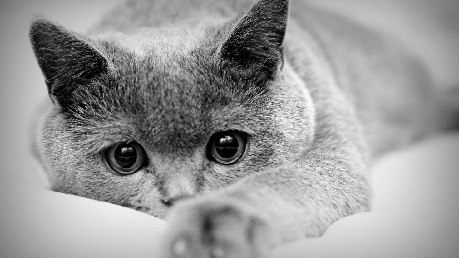 Что на фотке. Красивые черно белые картинки. Красивая картинка чеонобел. Грустная кошка. Скучающий кот.