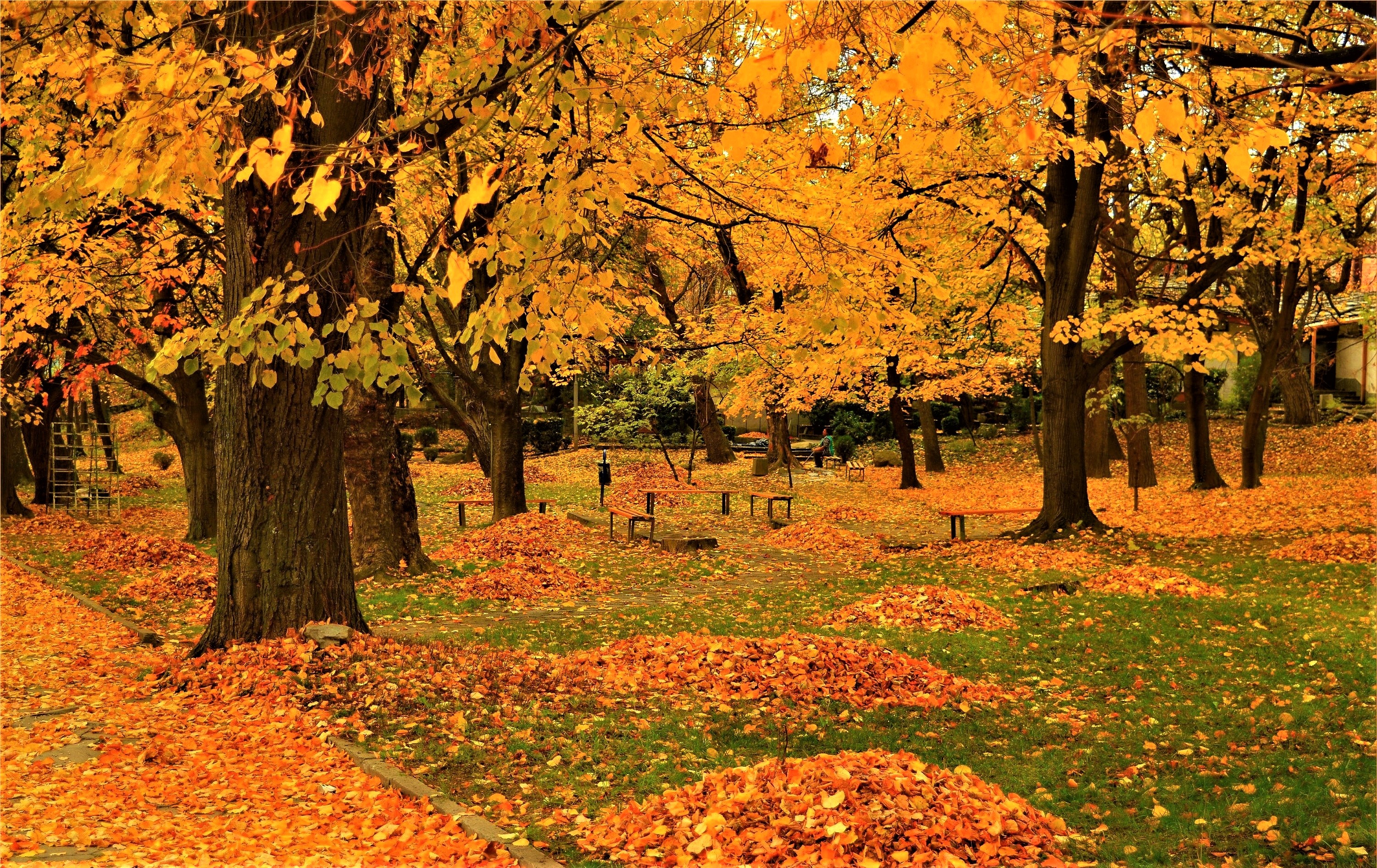 Осень парк листопад