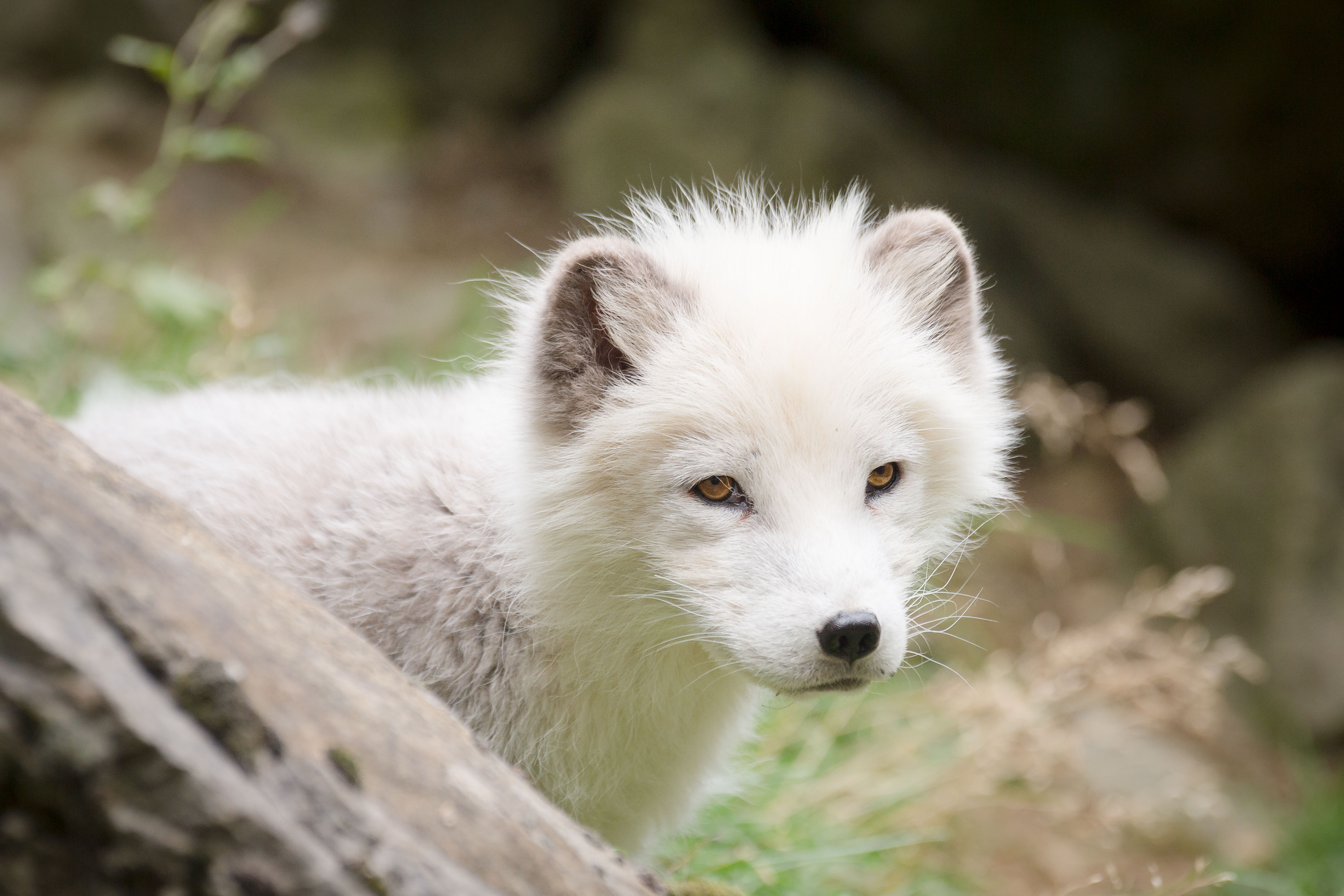 animal, arctic fox, fox, polar fox, dogs 2160p