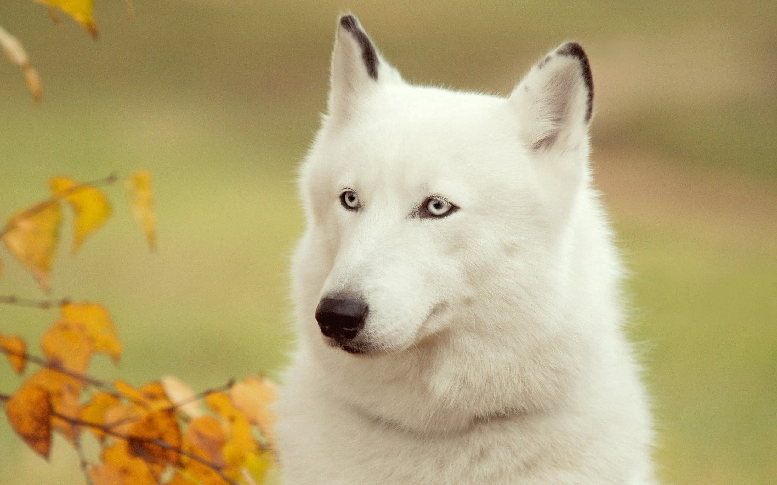 101216 descargar fondo de pantalla animales, blanco, bosque, perro, bozal, lanudo, velludo: protectores de pantalla e imágenes gratis