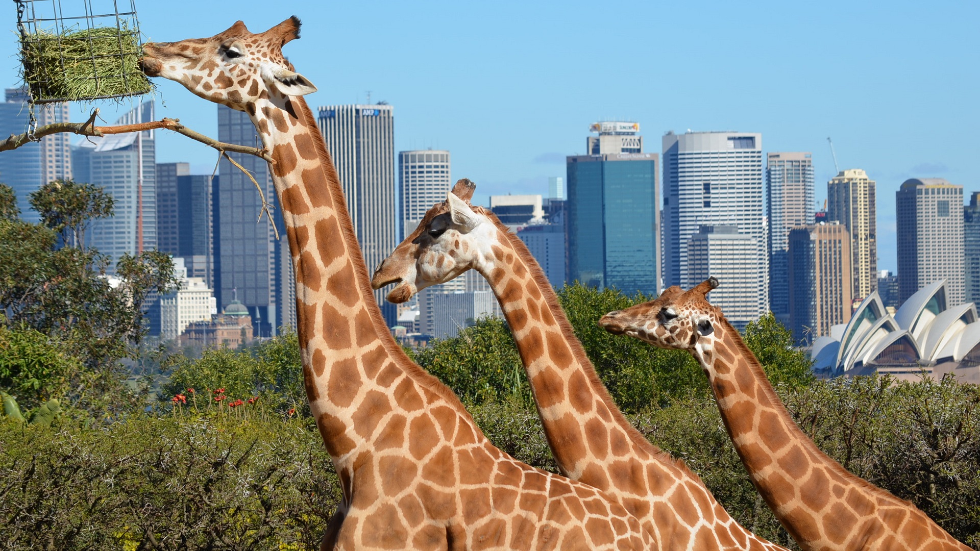 animal, giraffe, australia, city, sydney opera house, sydney, zoo 4K for PC