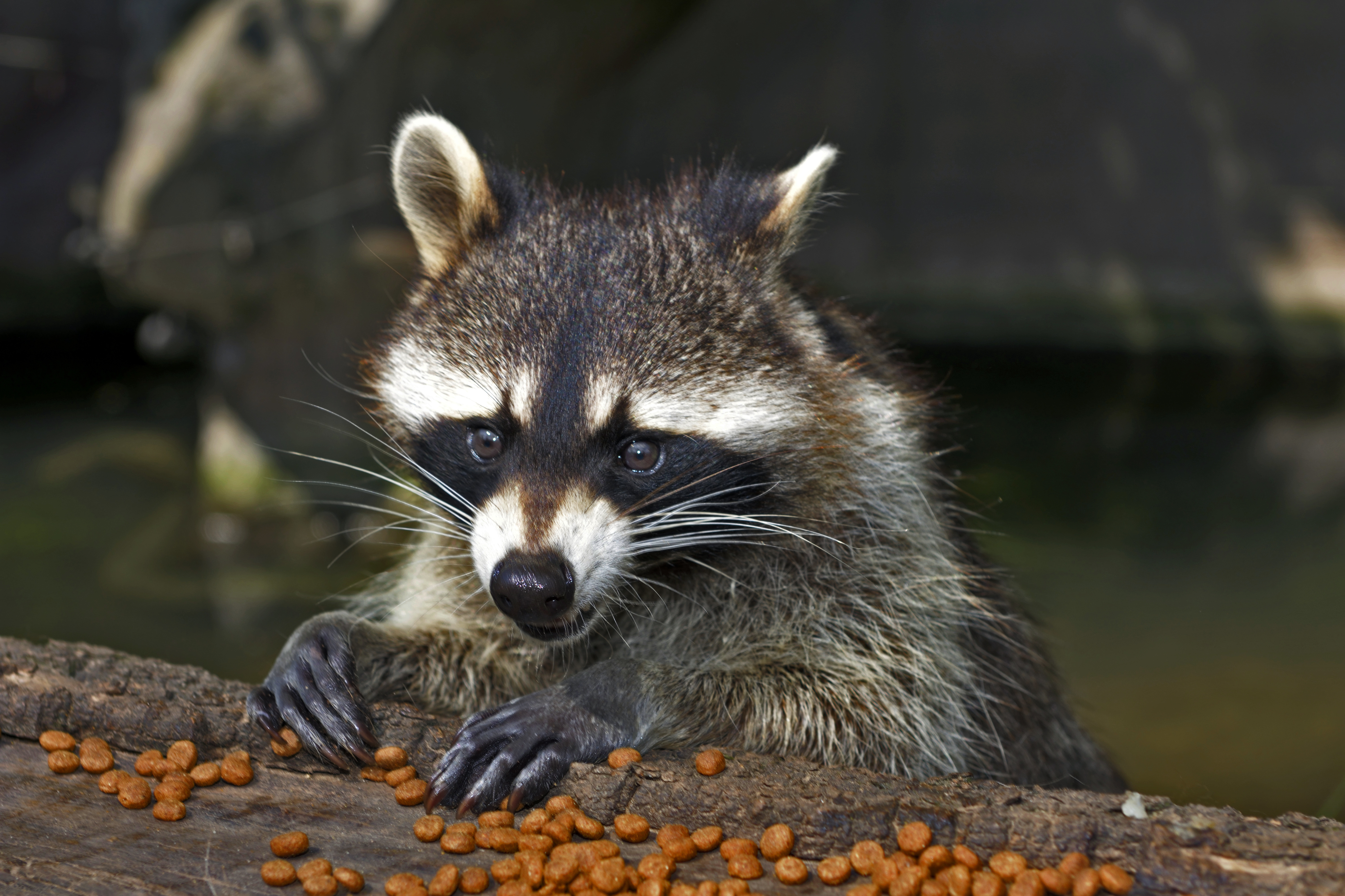 Download mobile wallpaper Feed, Opinion, Sight, Animals, Muzzle, Raccoon, Food for free.