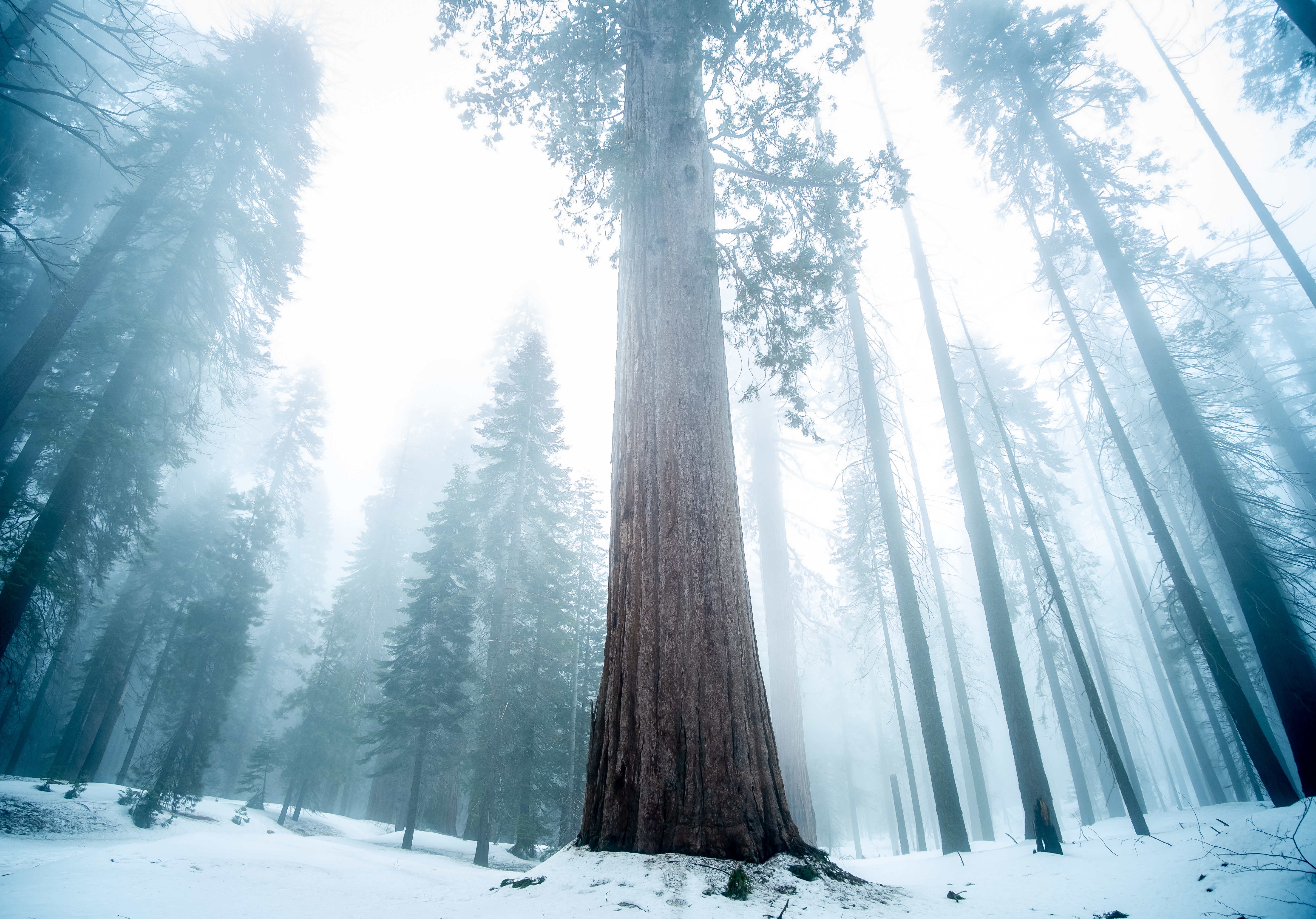 91647 Hintergrundbild herunterladen winter, natur, holz, wald, baum, nebel, mammutbaum, sequoia - Bildschirmschoner und Bilder kostenlos
