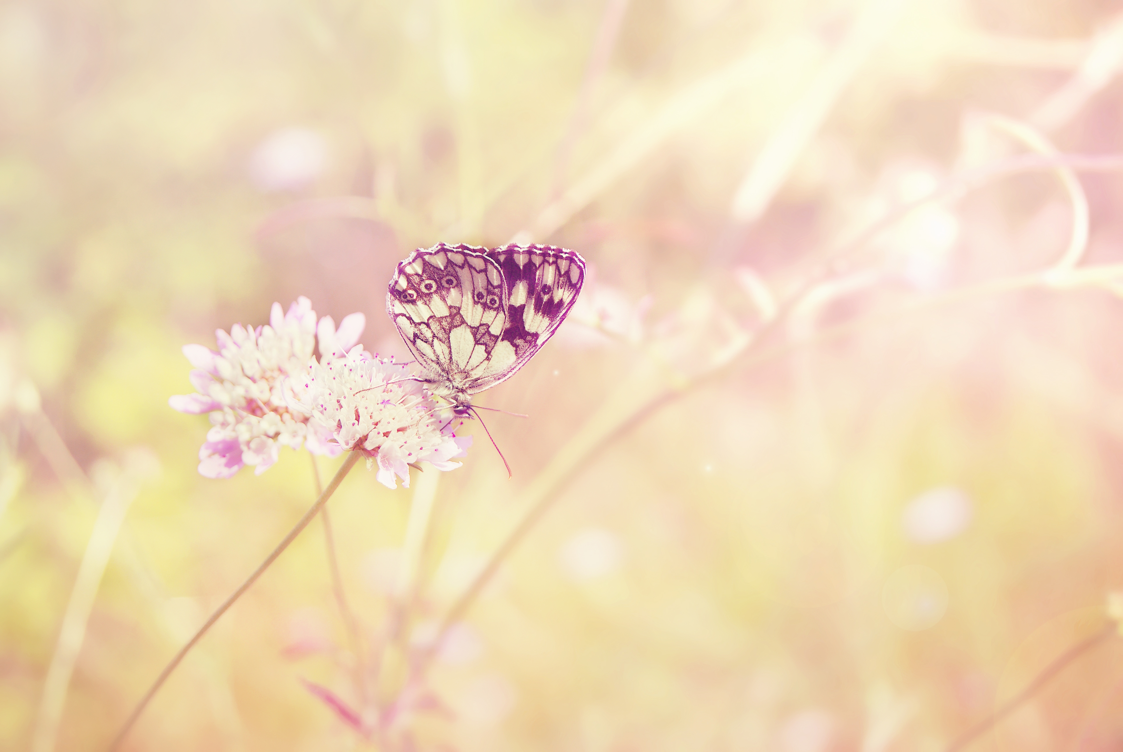 summer, butterfly, sun, flower, plant, macro, shine, light, insect, field, color Aesthetic wallpaper