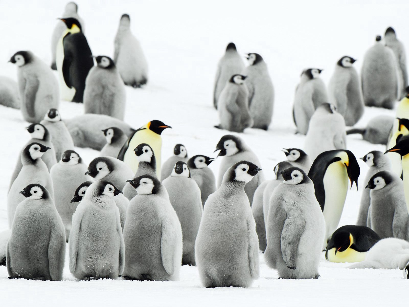 57511 descargar fondo de pantalla pingüinos, animales, nieve, rebaño, antártida: protectores de pantalla e imágenes gratis