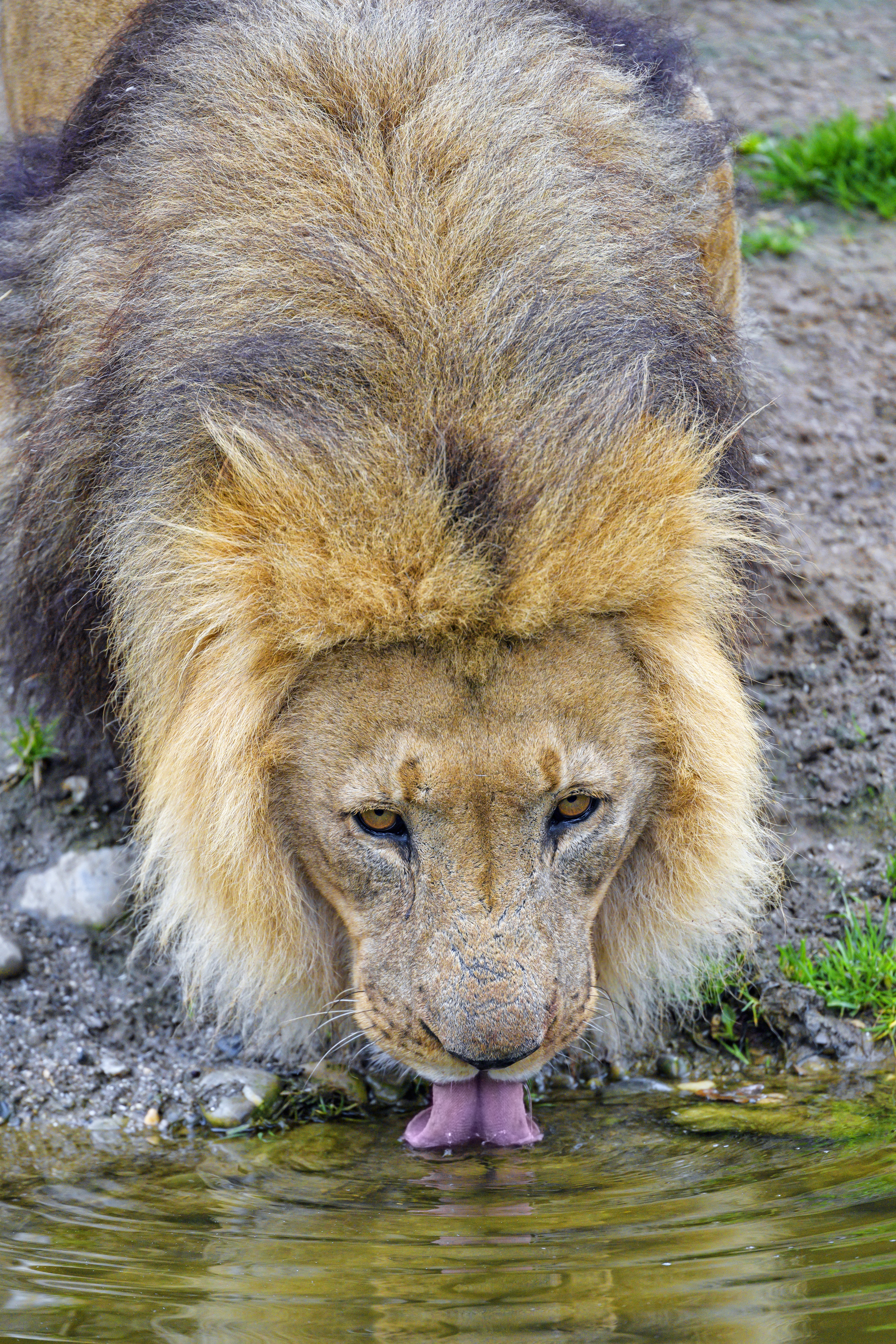 Download mobile wallpaper Tongue Stuck Out, Protruding Tongue, Predator, Animals, Big Cat, Water, Lion for free.
