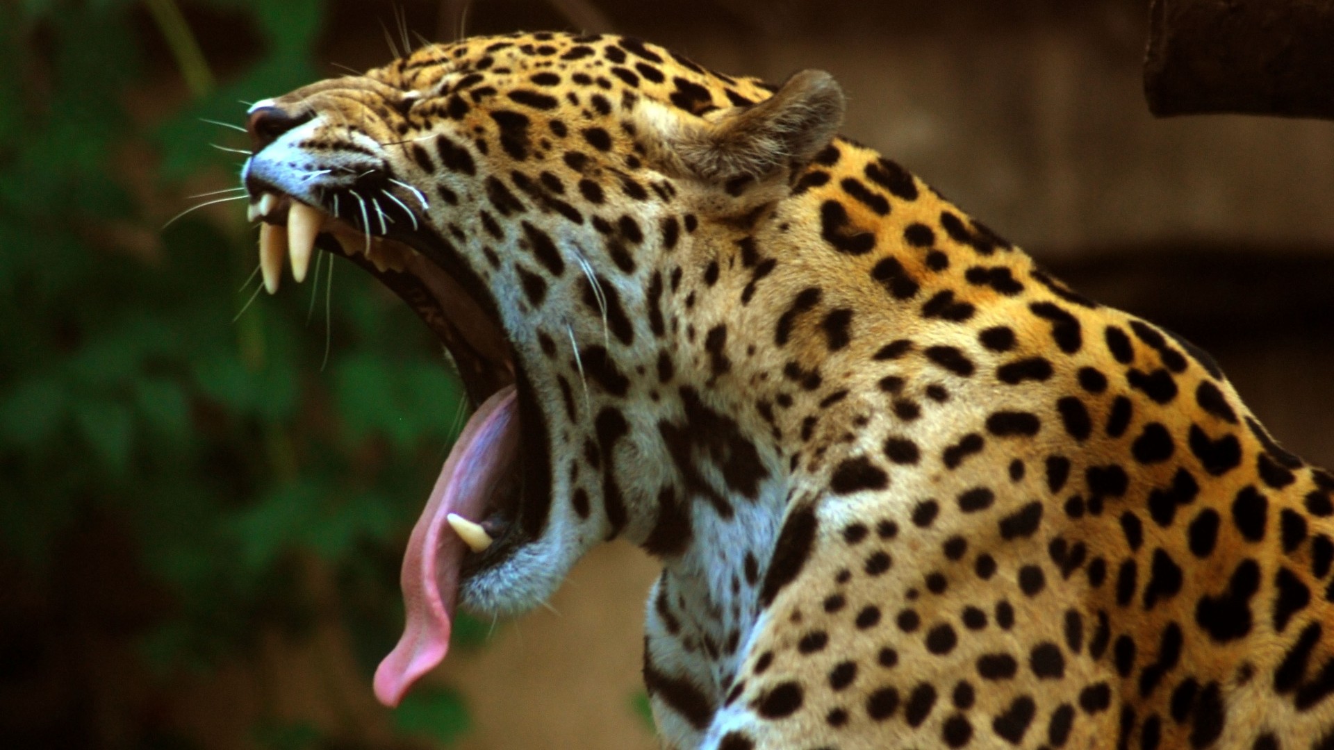 181694 Hintergrundbild herunterladen tiere, leopard, katzen - Bildschirmschoner und Bilder kostenlos