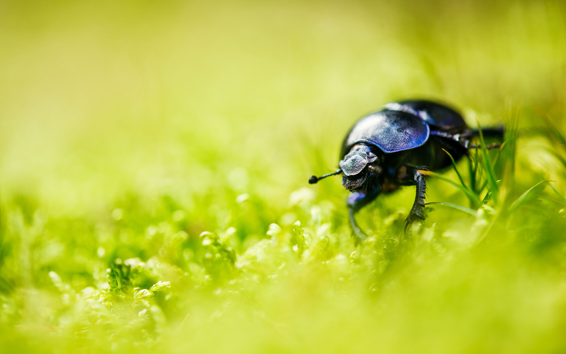 animal, beetle, blur, bug, grass, insect, nature