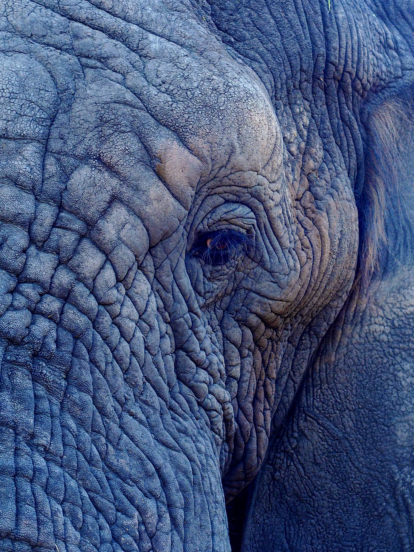 elephant, animals, folds, pleating, eye 32K