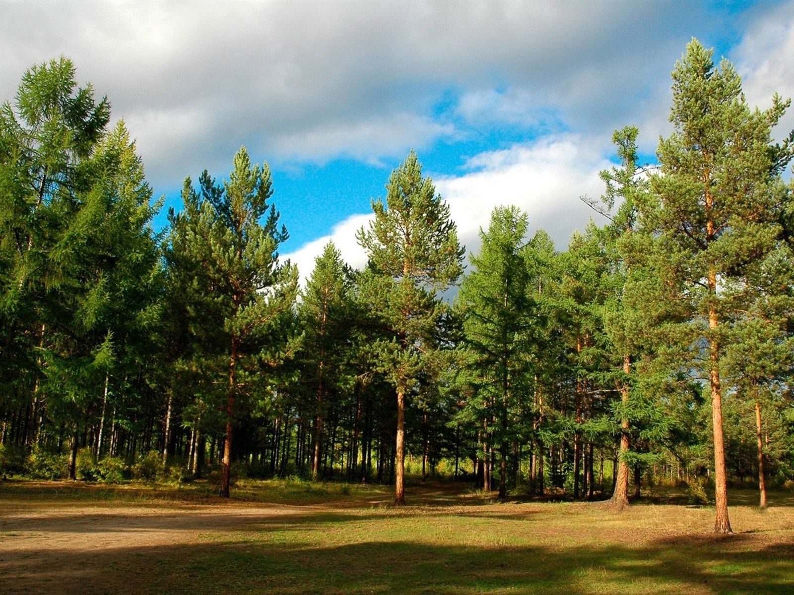 免费下载性质, 树, 针叶树, 赫瓦伊, 森林, 西伯利亚手机壁纸。