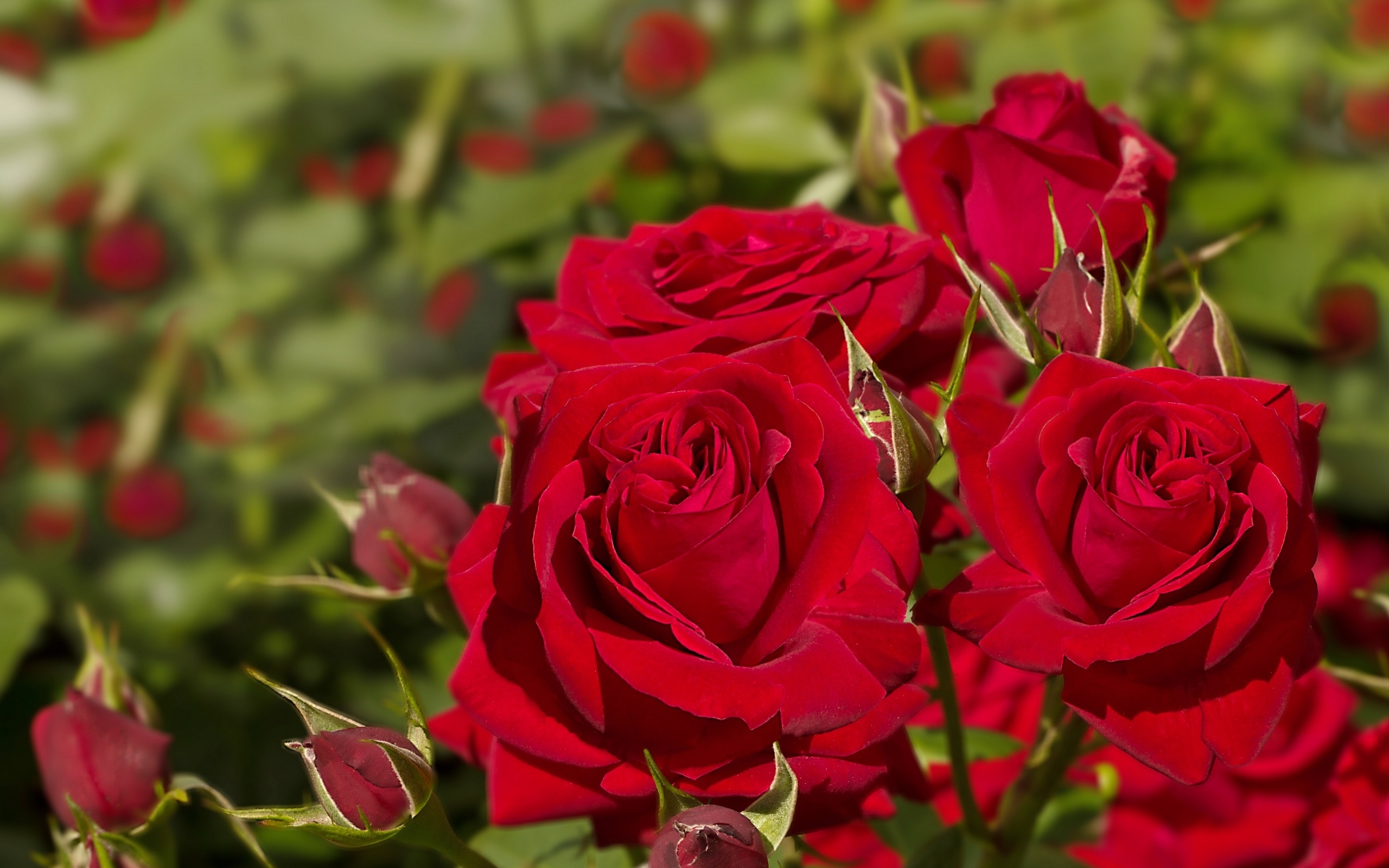 293850壁紙のダウンロード地球, 薔薇, つぼみ, 花, 大きい, 赤いバラ, フラワーズ-スクリーンセーバーと写真を無料で