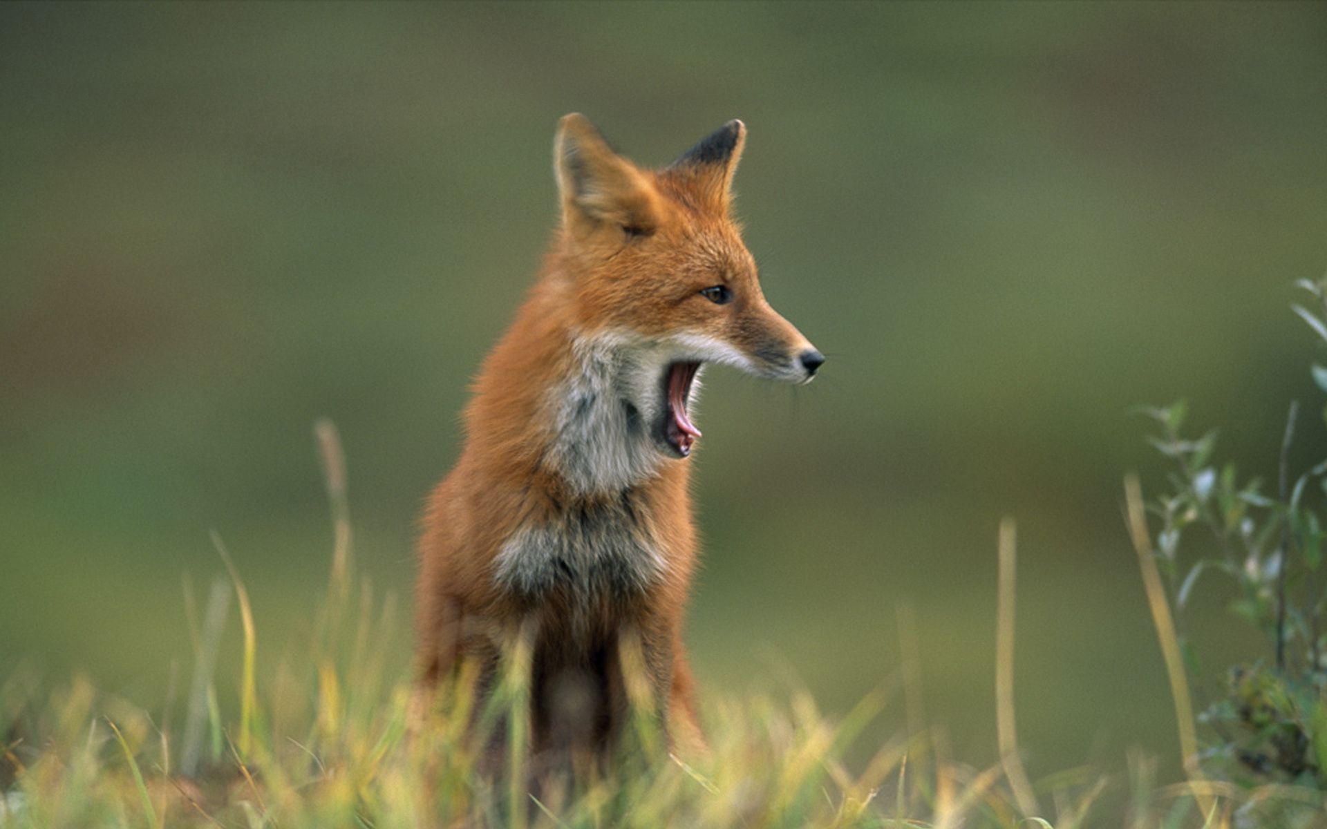 Download mobile wallpaper To Yawn, Yawn, Wool, Muzzle, Grass, Fox, Animals for free.