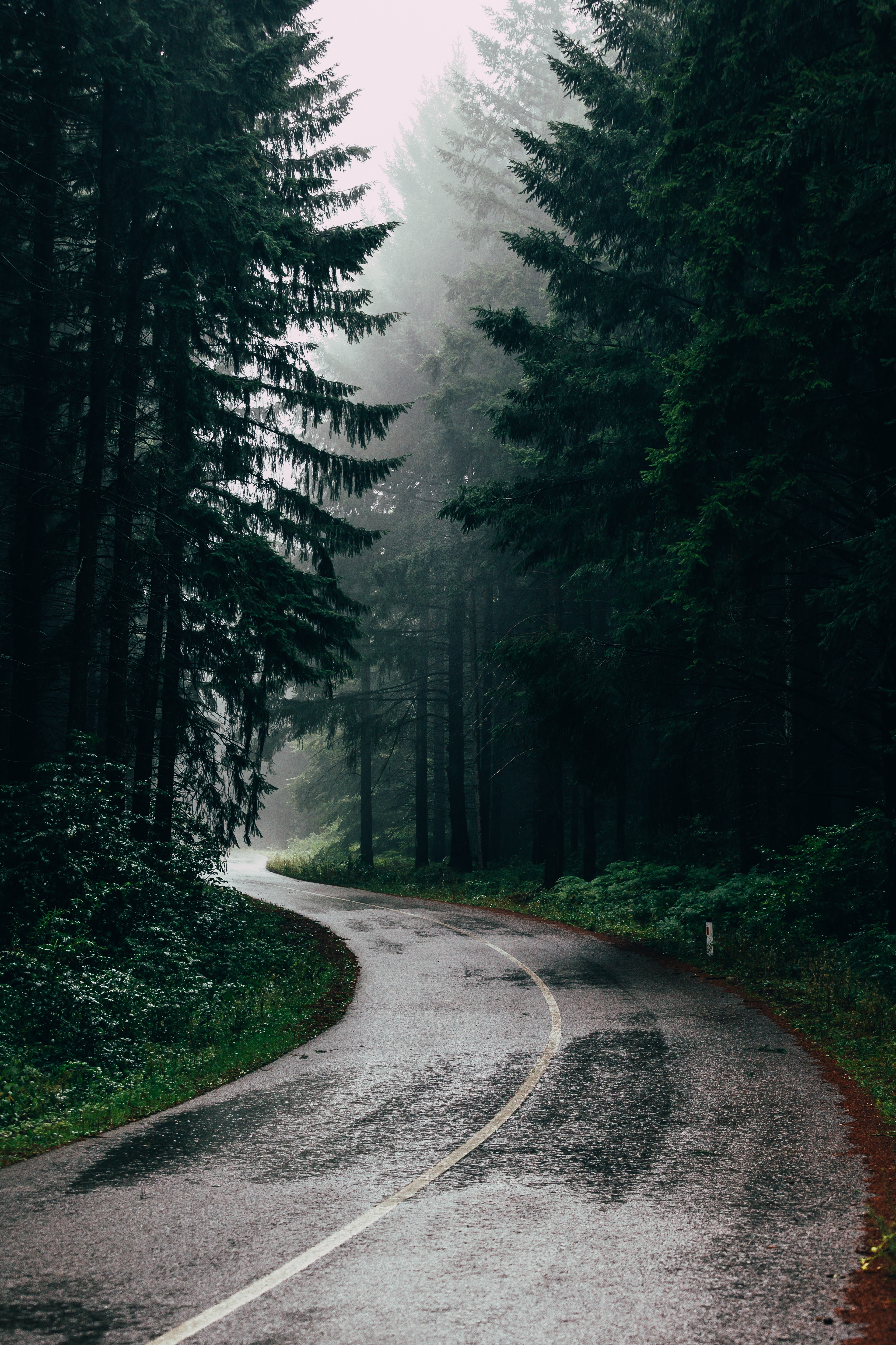 asphalt, road, nature, trees, turn, fog phone background