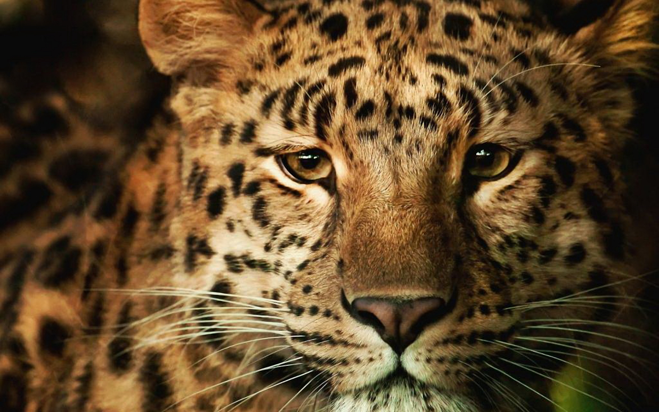 215631 baixar imagens animais, leopardo, gatos - papéis de parede e protetores de tela gratuitamente