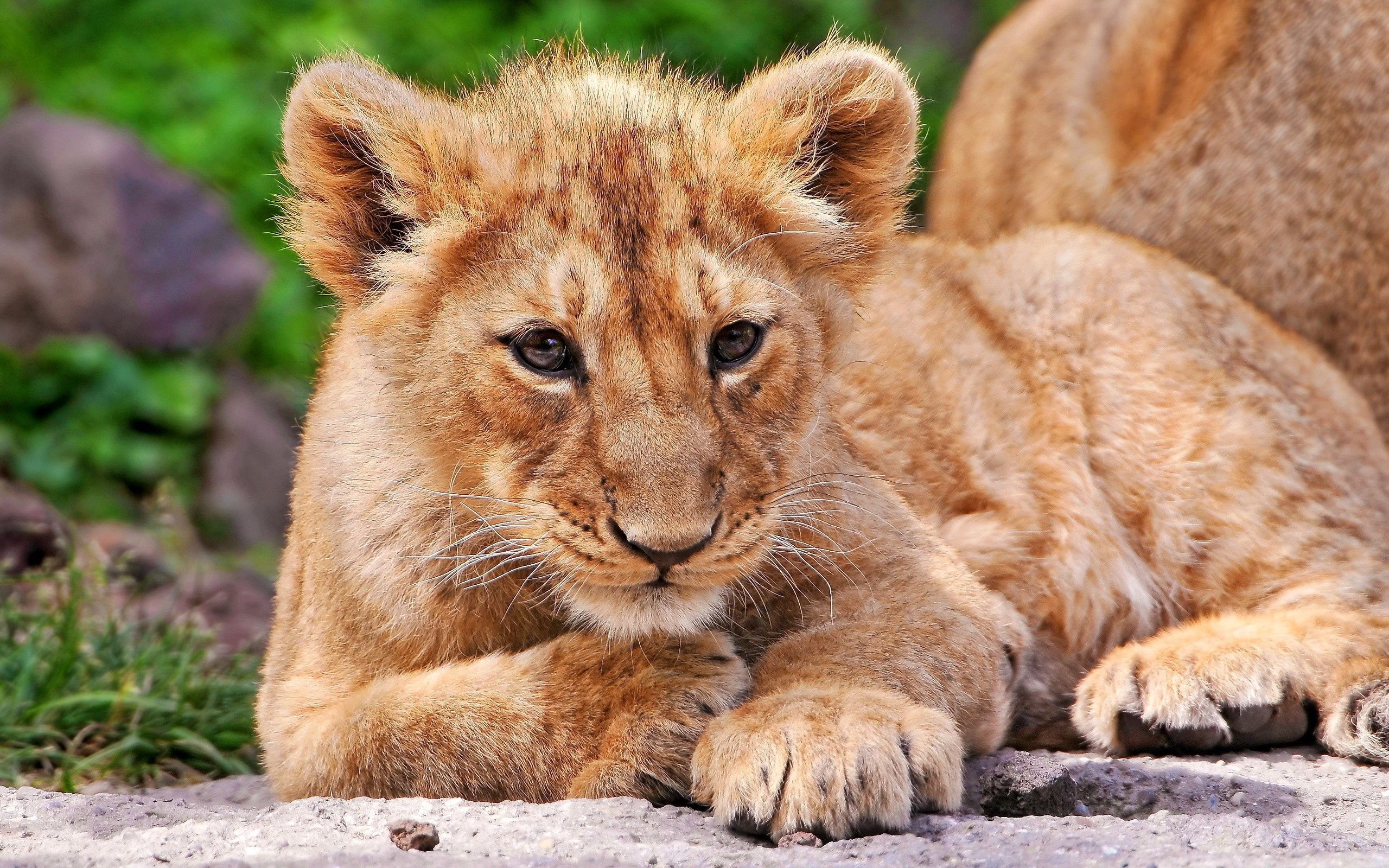 lion cub, kid, animals, to lie down, lie, lion, fear, tot, expectation, waiting Full HD