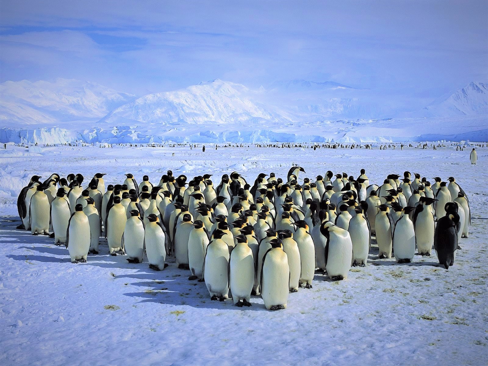 antarctica, animal, penguin, ice, king penguin, mountain, snow, birds