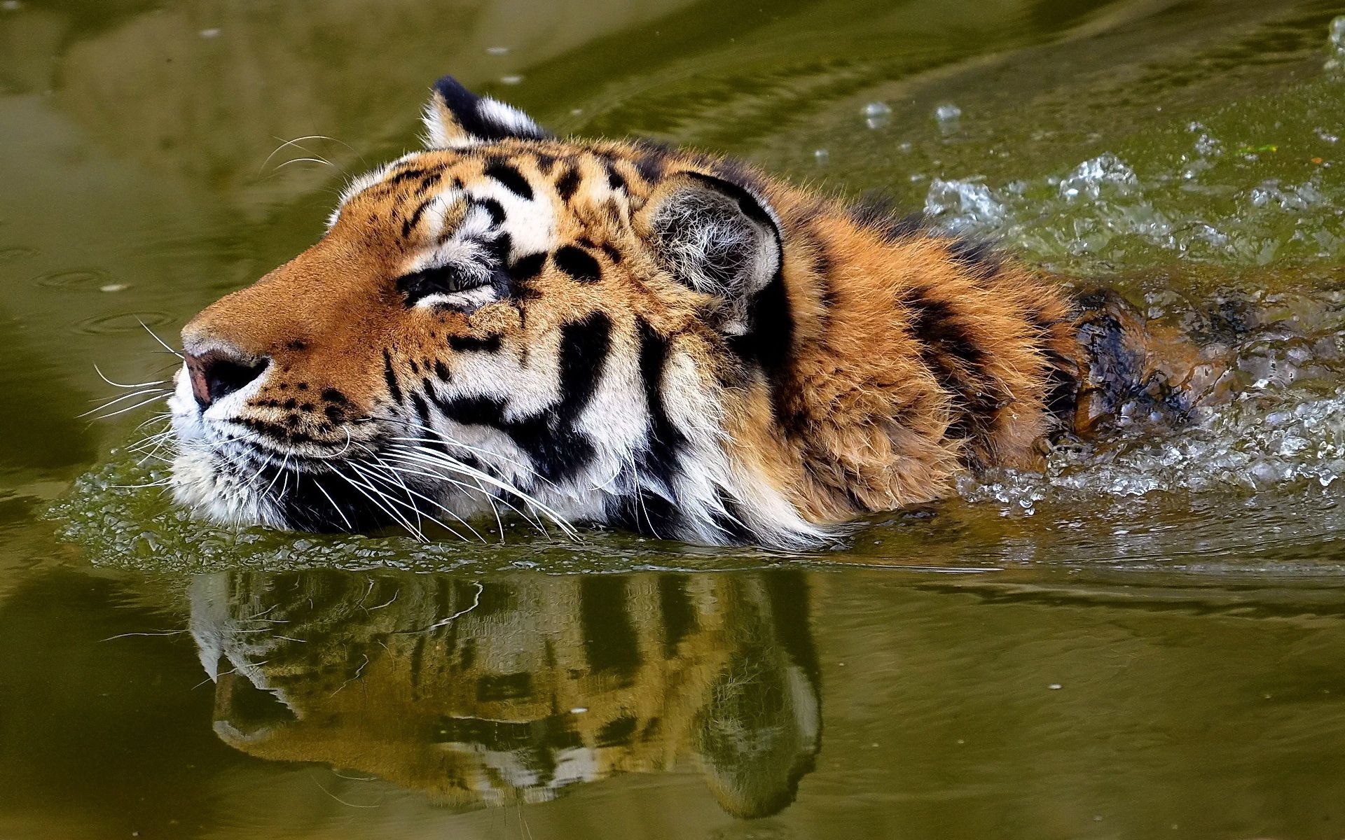 animals, water, muzzle, tiger, to swim, swim High Definition image