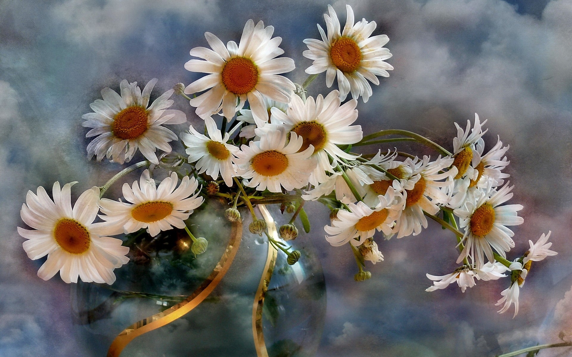 android photography, still life, chamomile, vase, white flower