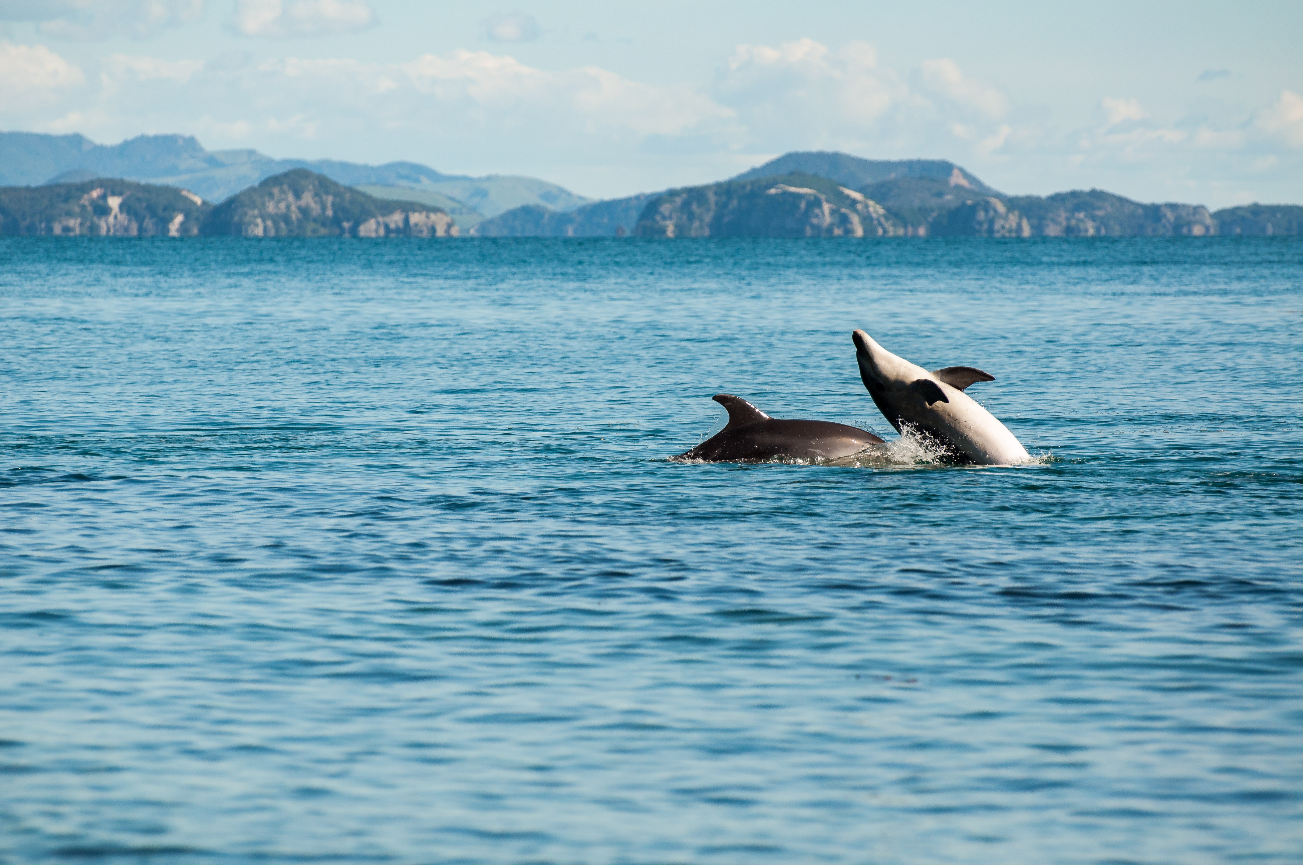 802578 baixar imagens animais, golfinho, jogando - papéis de parede e protetores de tela gratuitamente