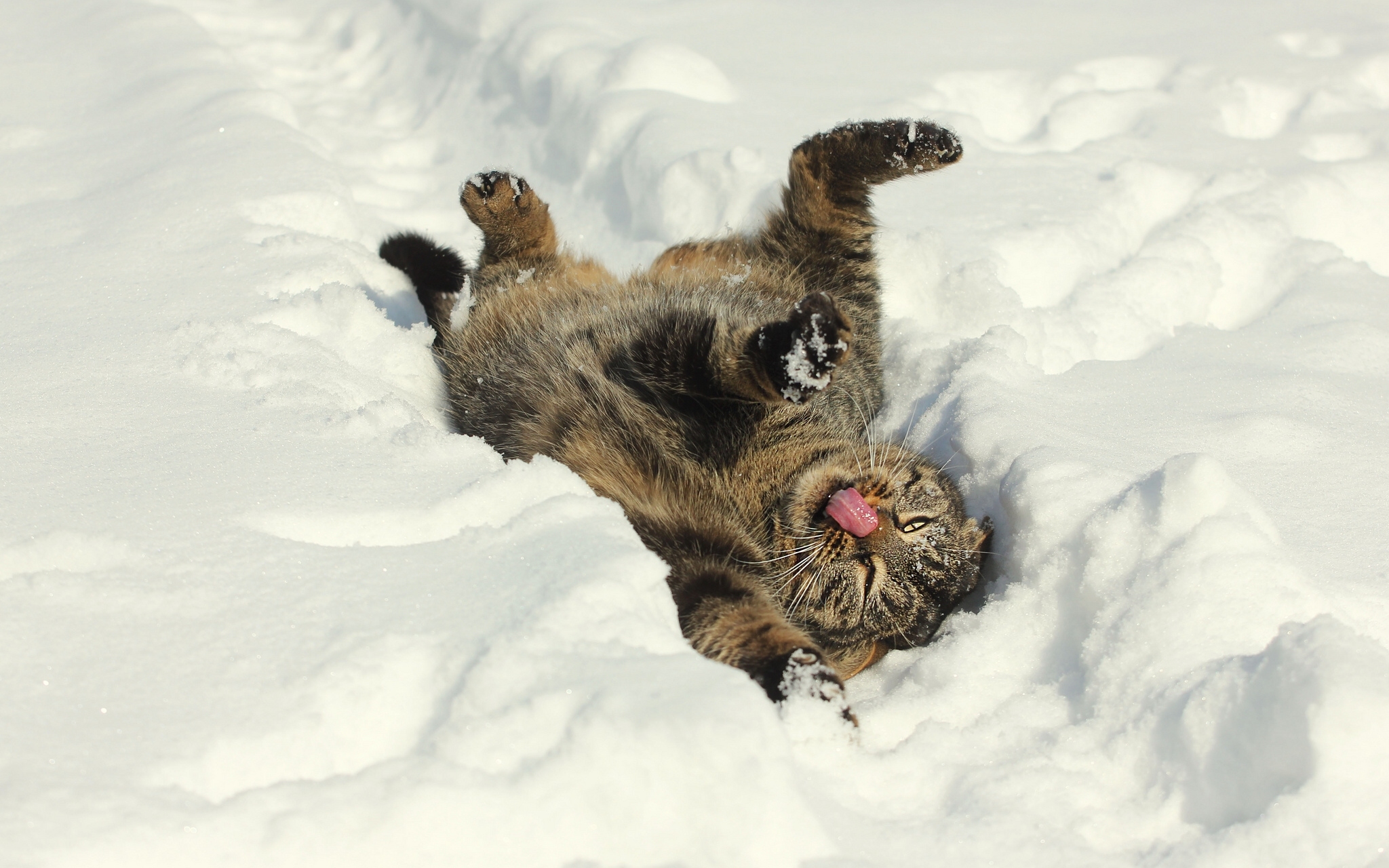 Кот радуется снегу
