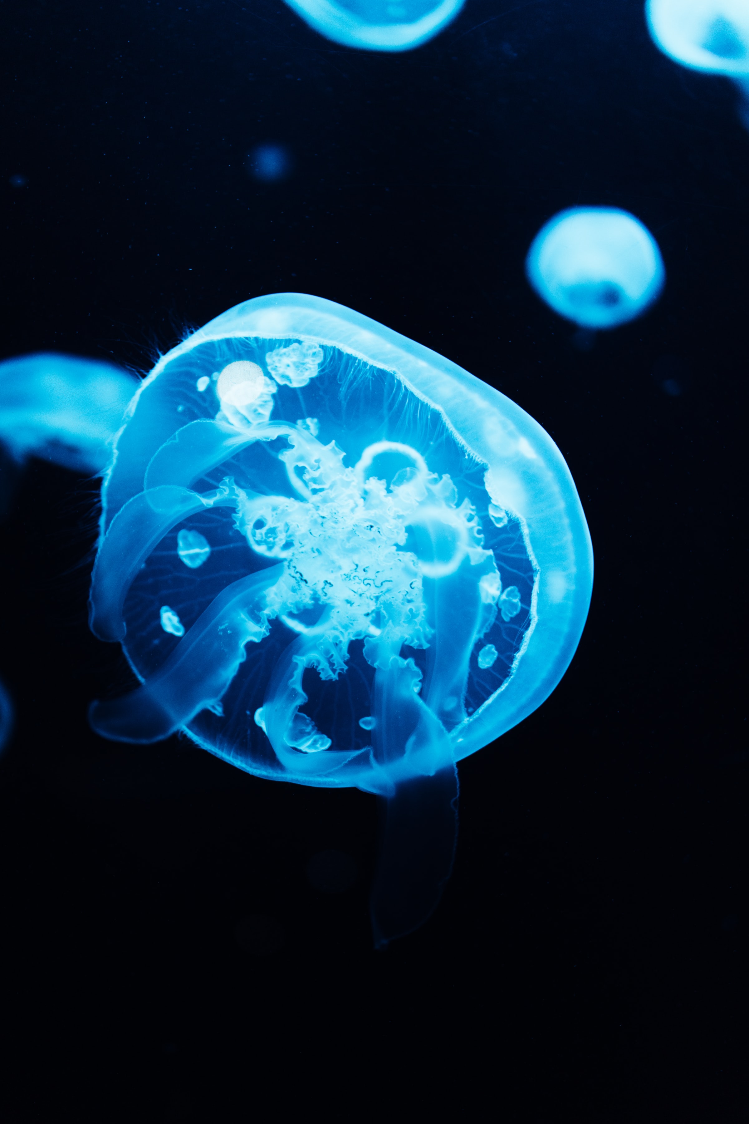 animals, jellyfish, blue, glow, tentacles Full HD