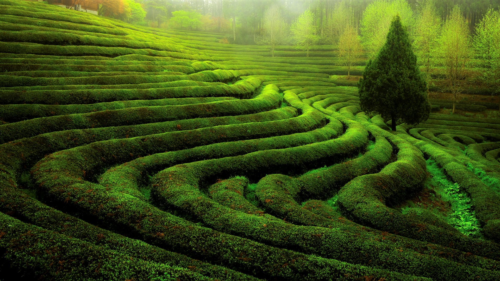 Гуанчжоу чайные плантации