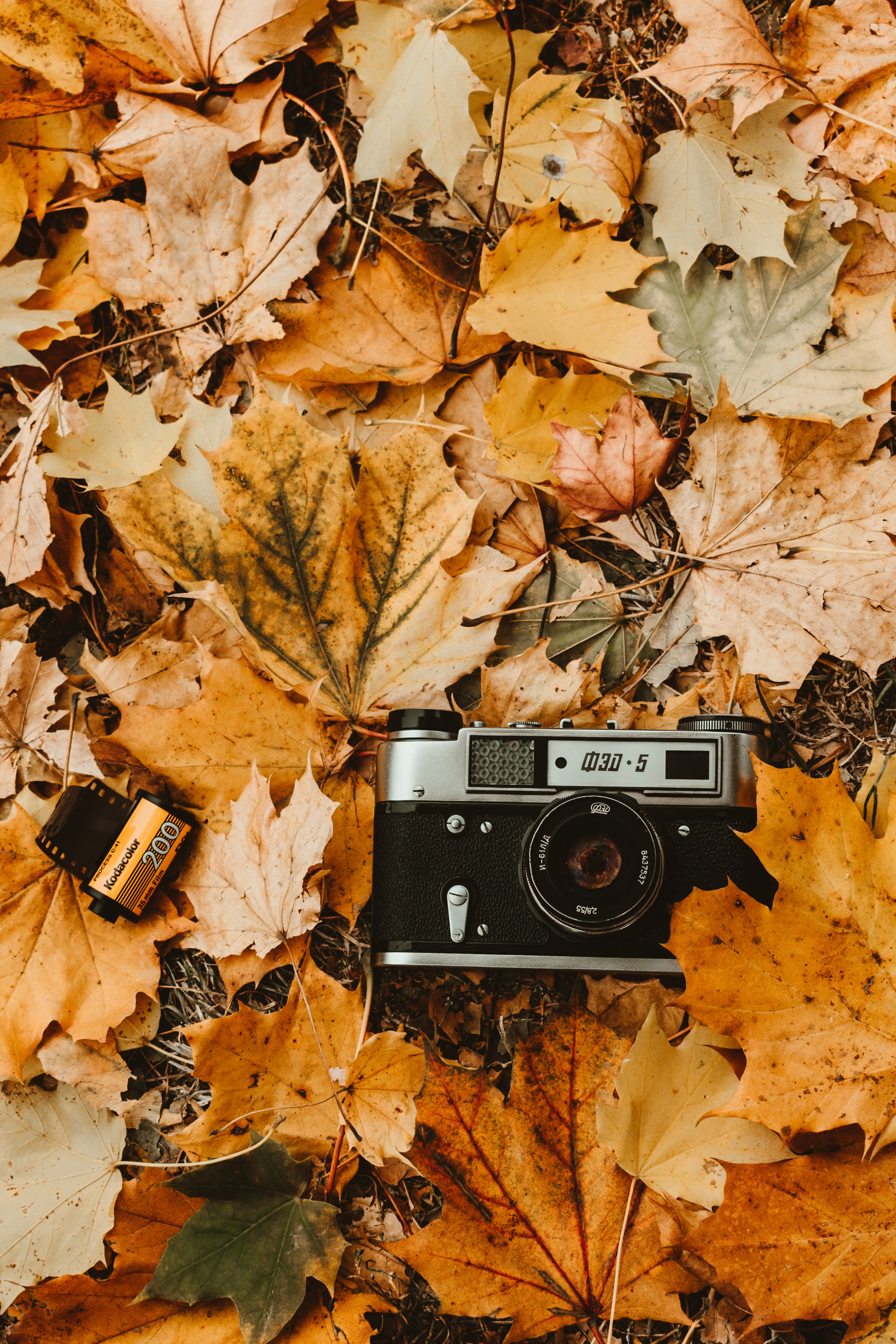 PCデスクトップに木の葉, カメラロール, 秋, ビンテージ, レトロ, カメラ, 葉, テクノロジー画像を無料でダウンロード