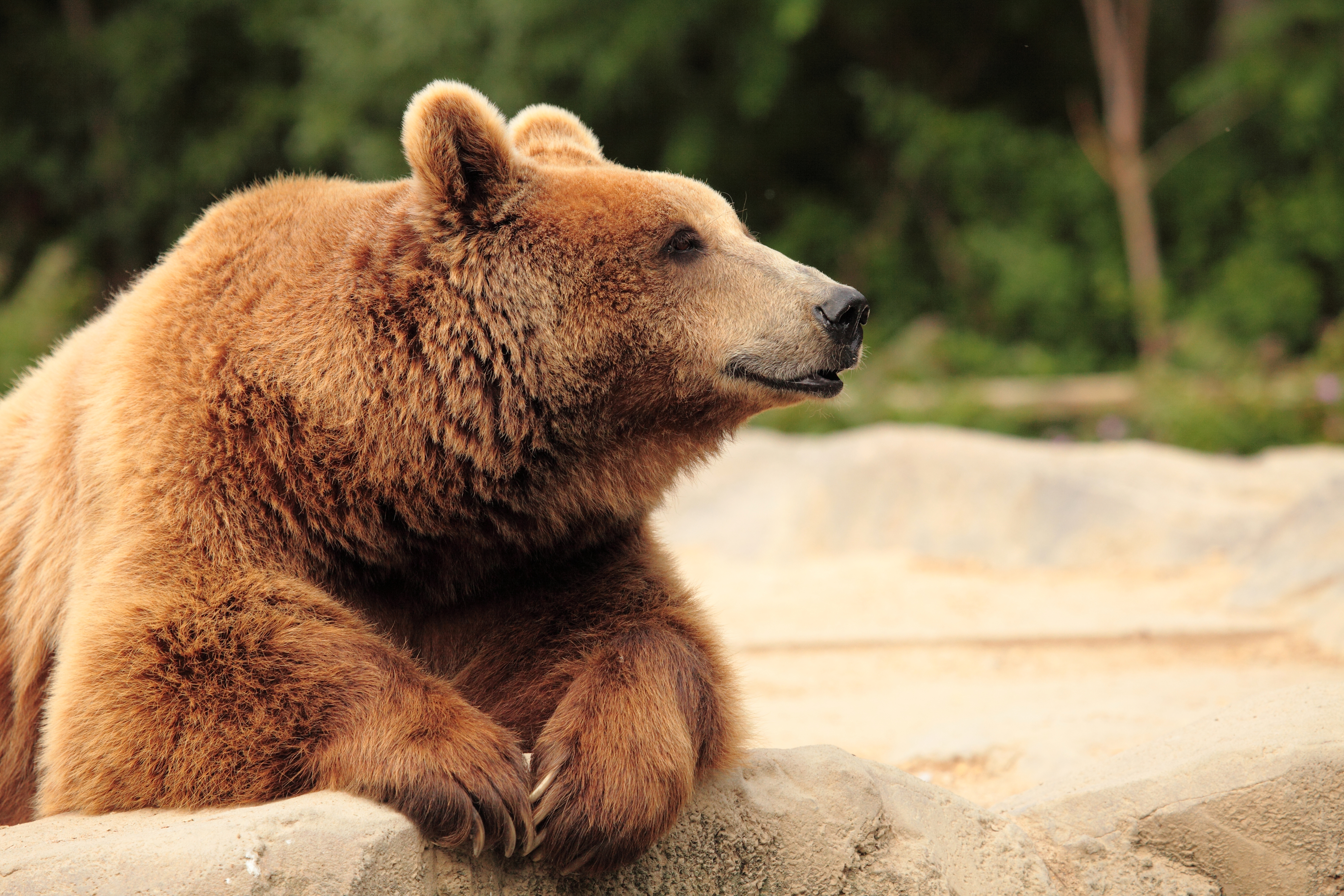 animal, bear, brown bear, bears download HD wallpaper