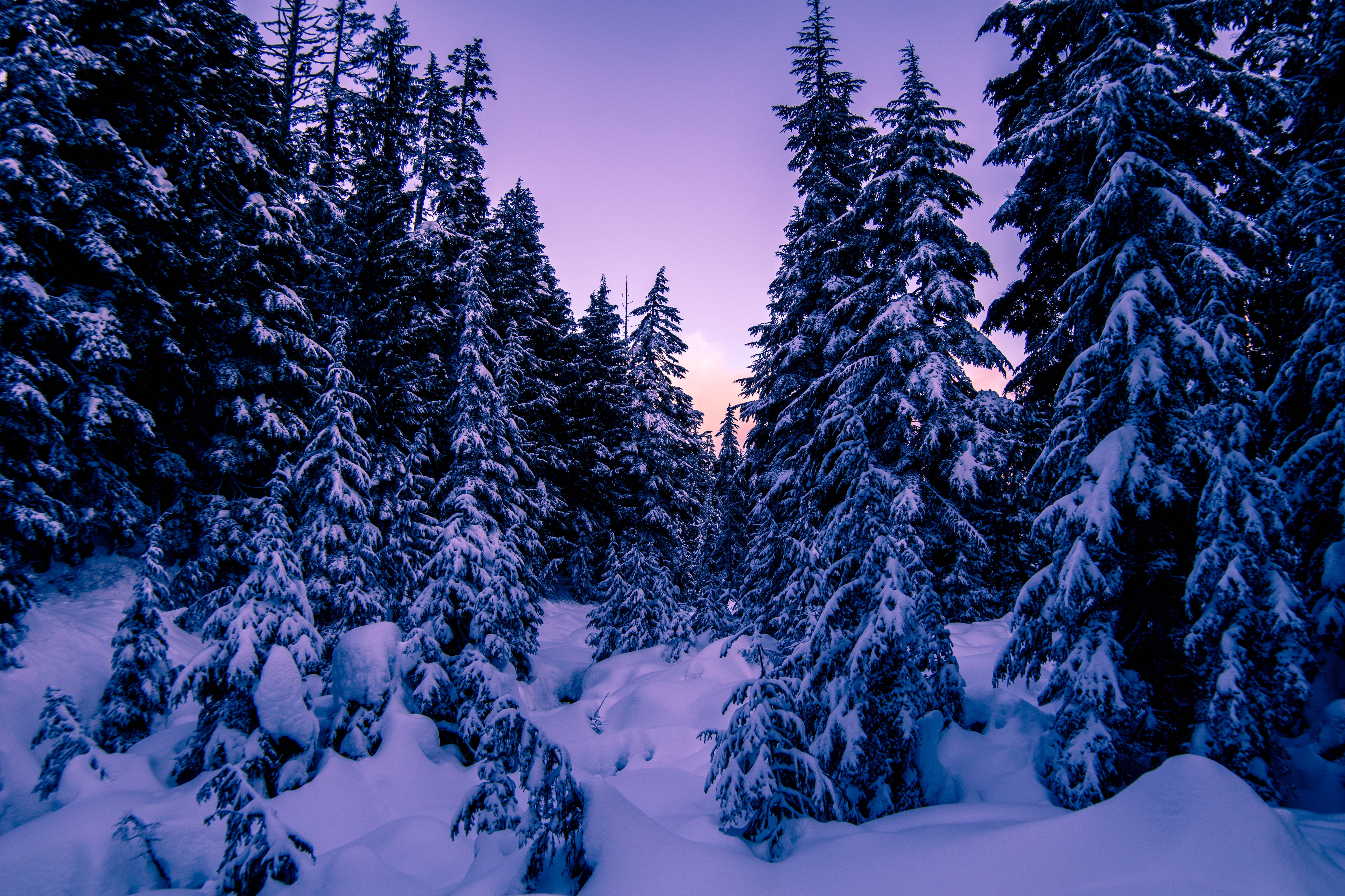 Скачать картинку Зима, Снег, Ели, Природа, Вечер в телефон бесплатно.