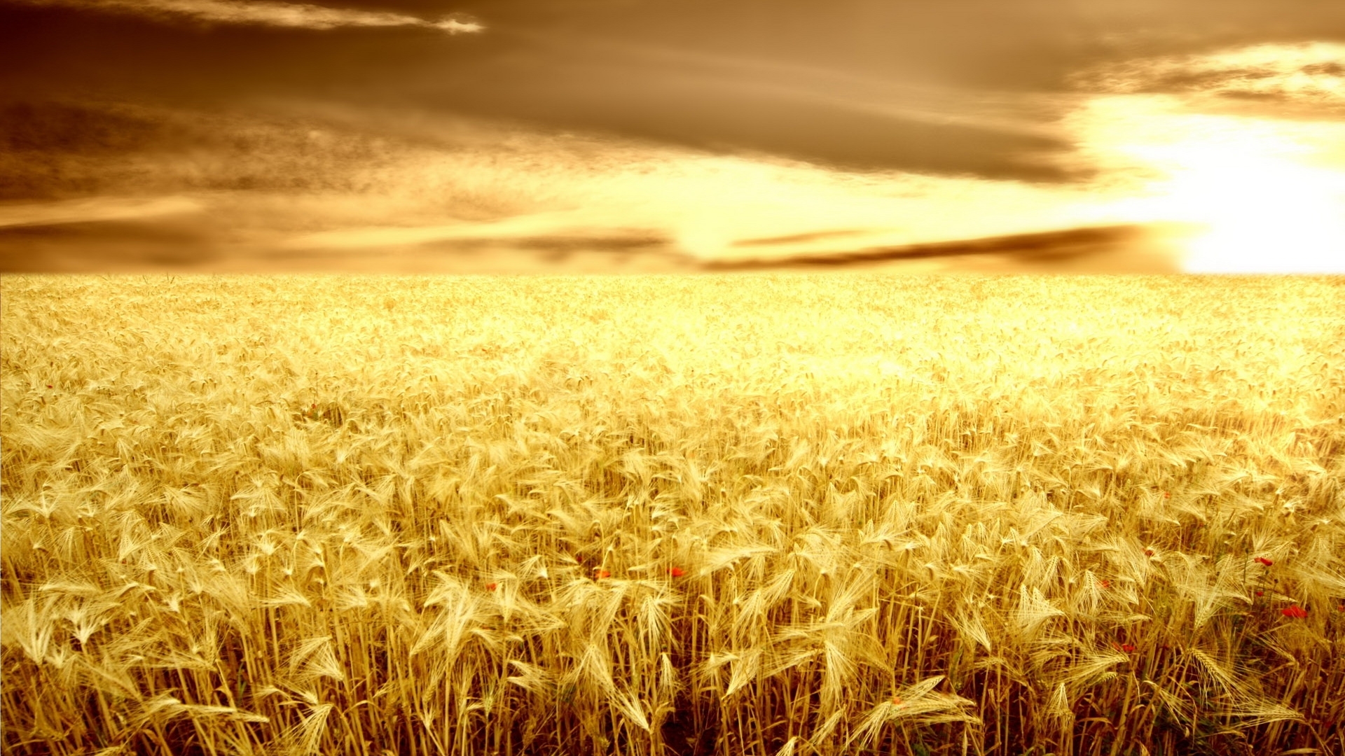 landscape, fields, wheat, yellow Full HD