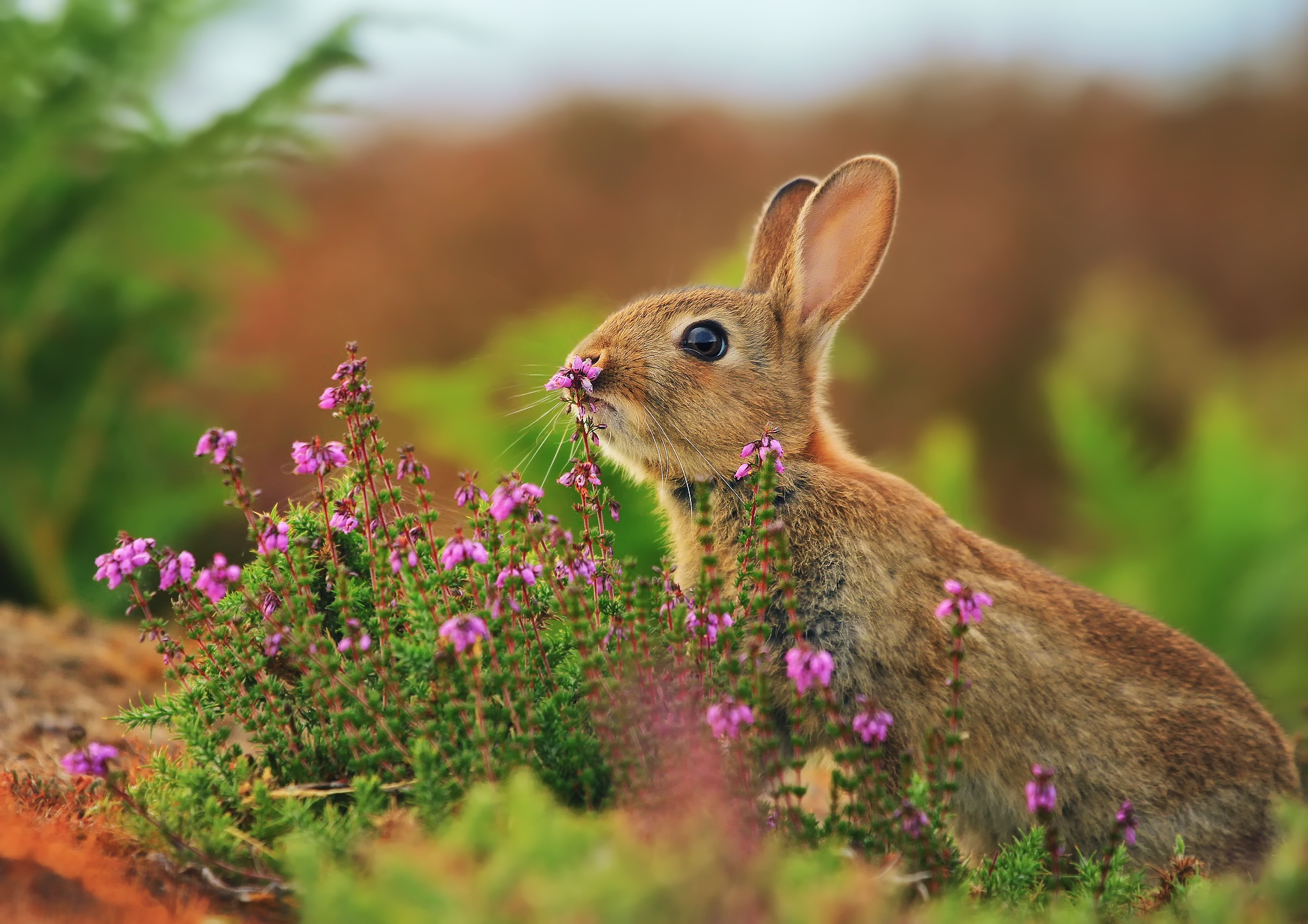 flowers, animals, rabbit, blur, grass, hare QHD