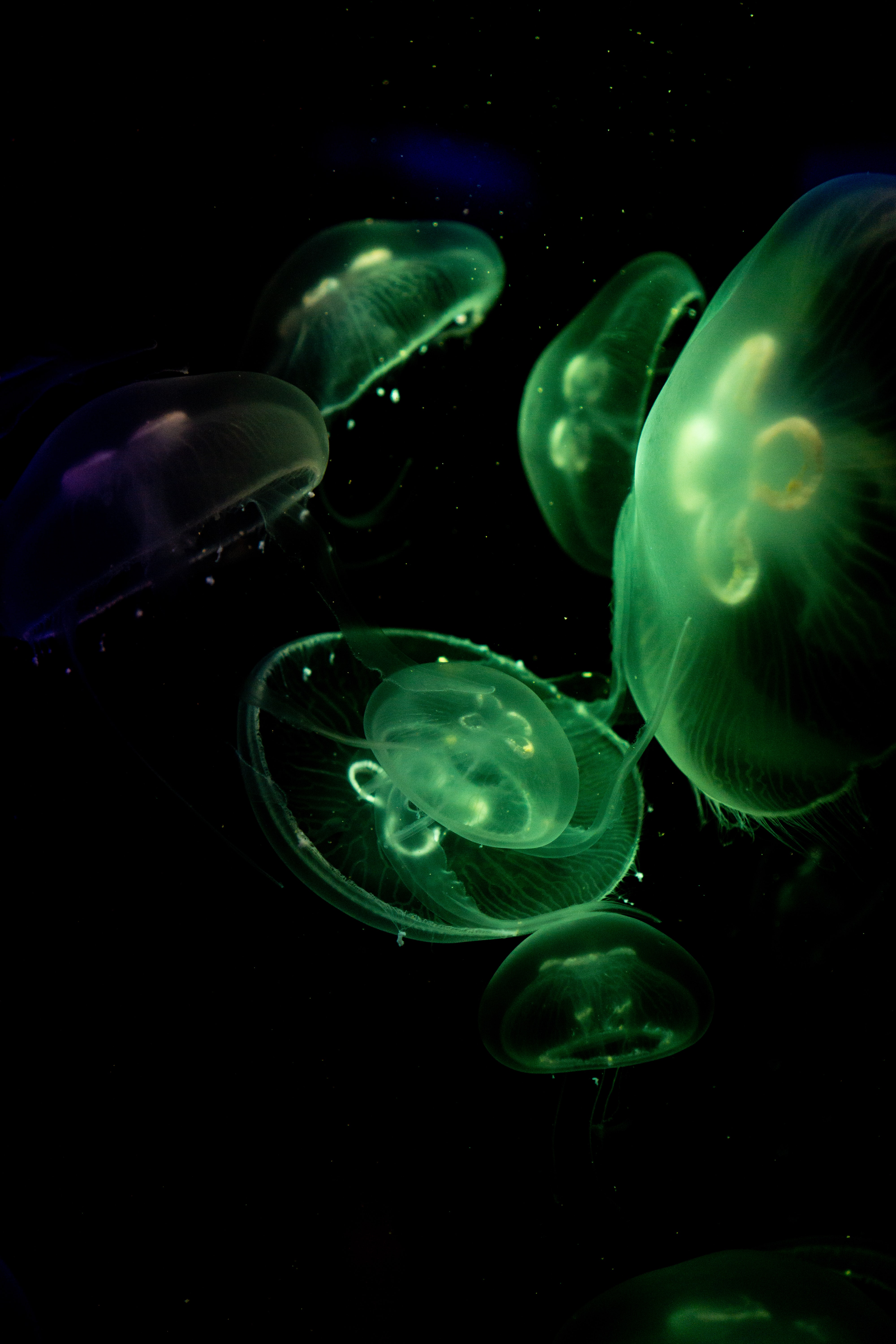 96511 Bild herunterladen unter dem wasser, tiere, jellyfish, grün, dunkel, glühen, glow, unterwasser - Hintergrundbilder und Bildschirmschoner kostenlos