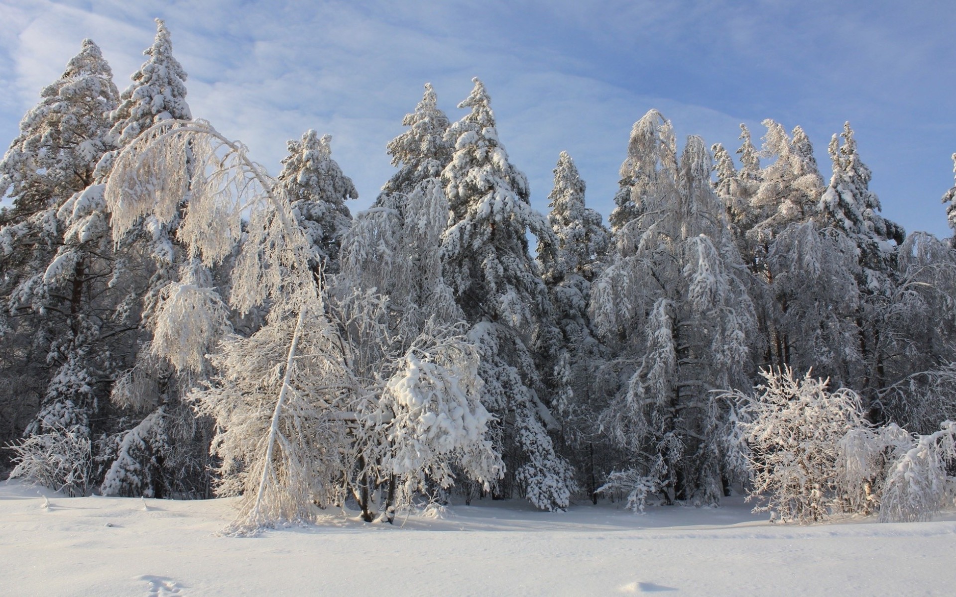 Деревья в зимнем лесу для детей
