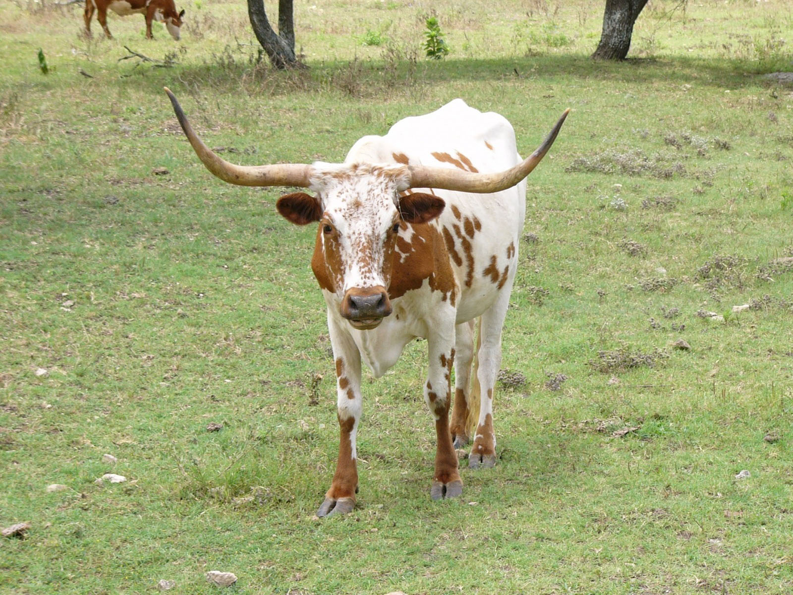 animal, longhorn cattle, cattle phone wallpaper