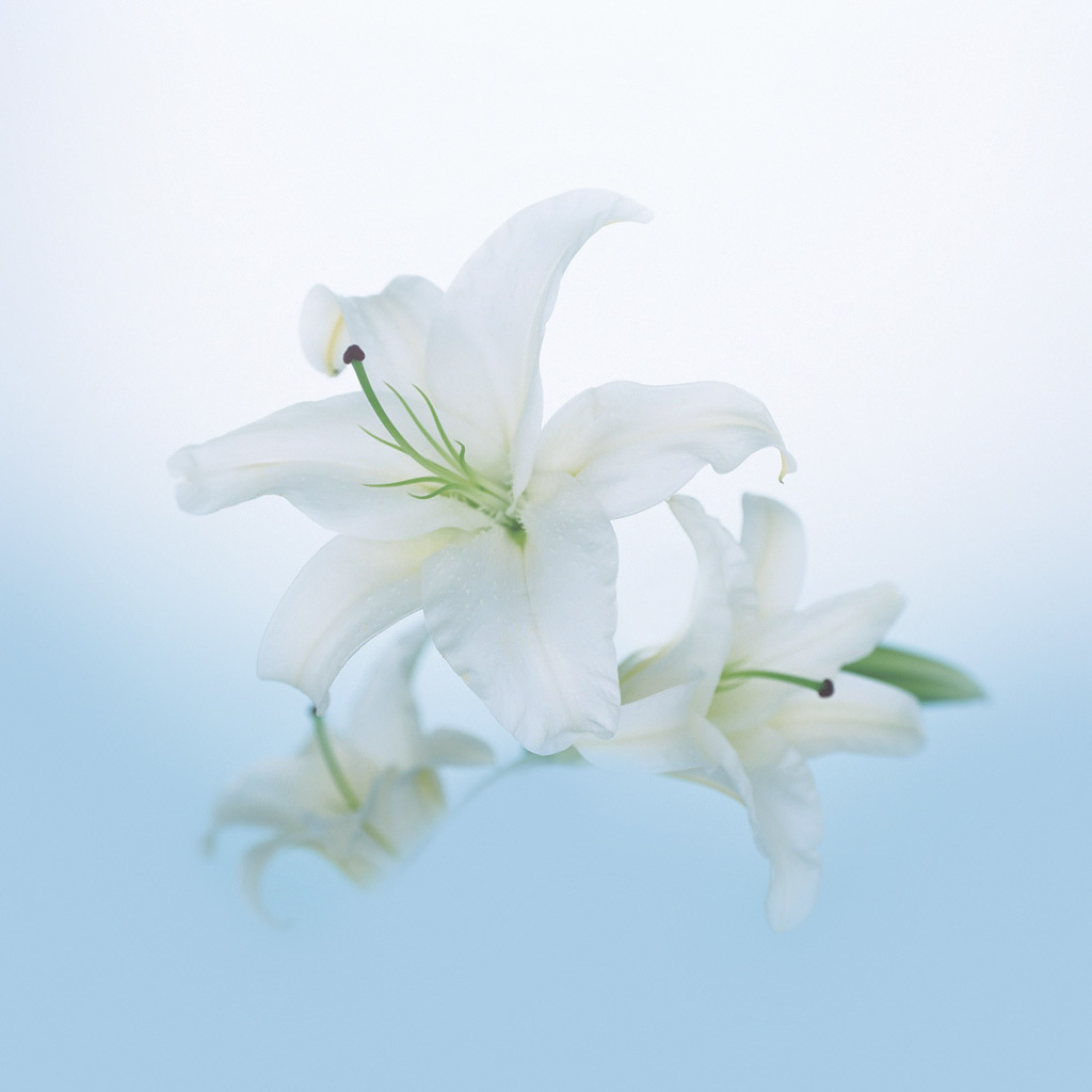 plants, flowers, lilies 1080p
