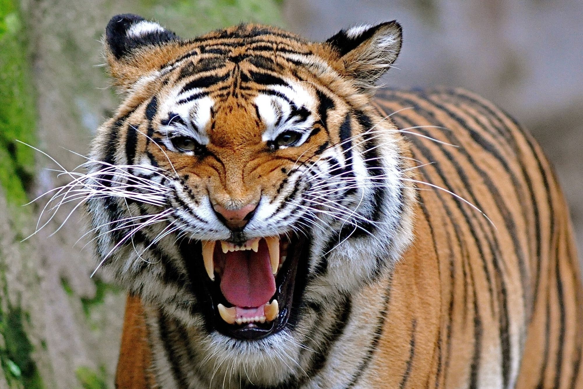 Картинки с изображением тигра