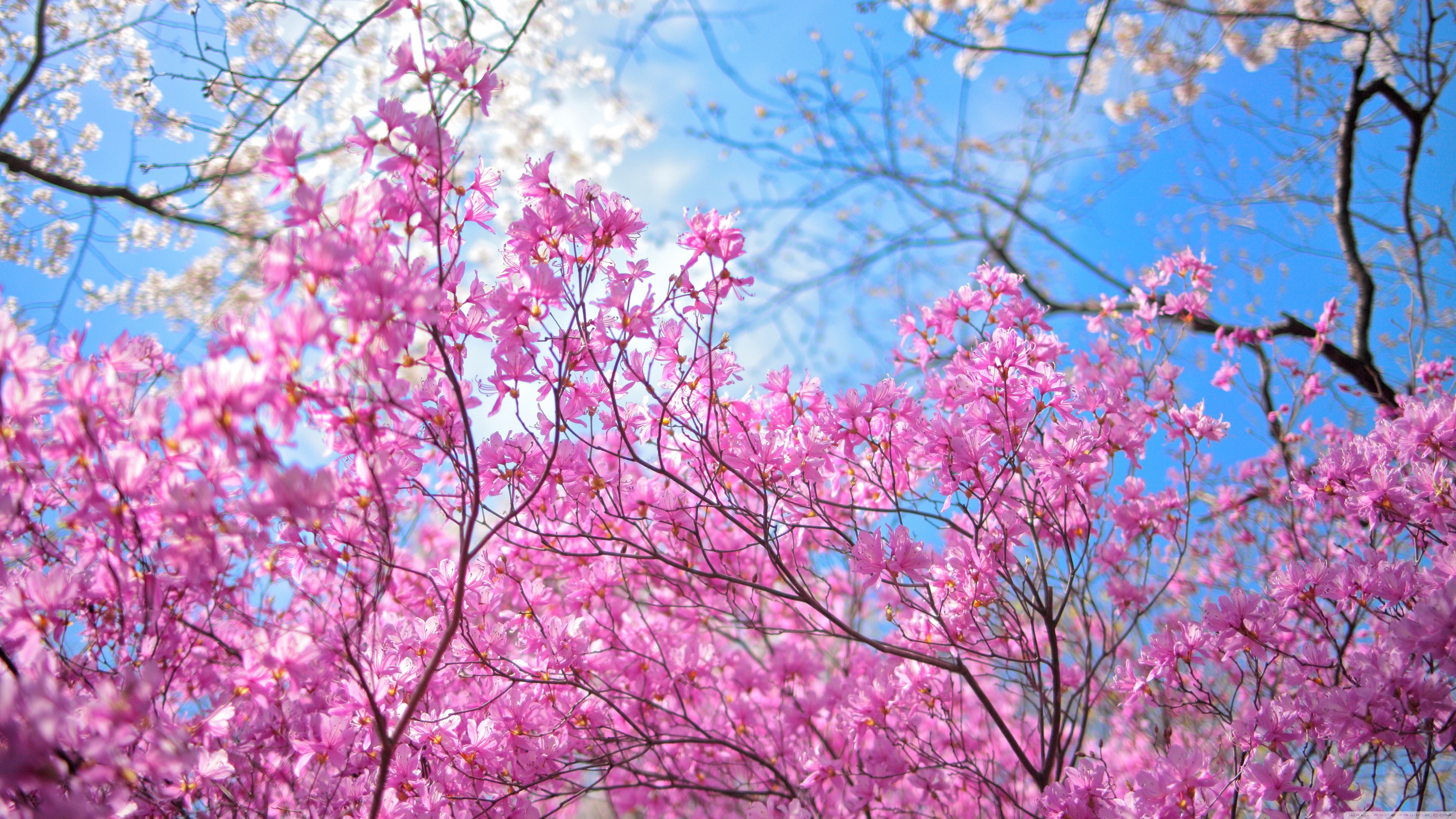 441207画像をダウンロードブランチ, 地球, 花, 桜の花, ピンクの花, フラワーズ-壁紙とスクリーンセーバーを無料で