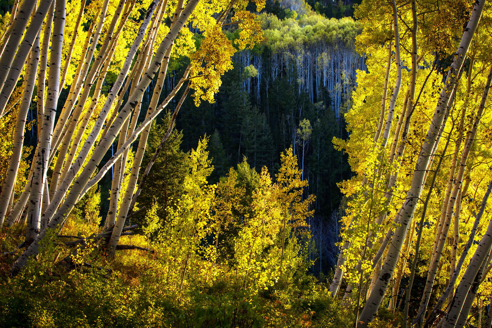 earth, forest, birch, colorado, tree, yellow Full HD