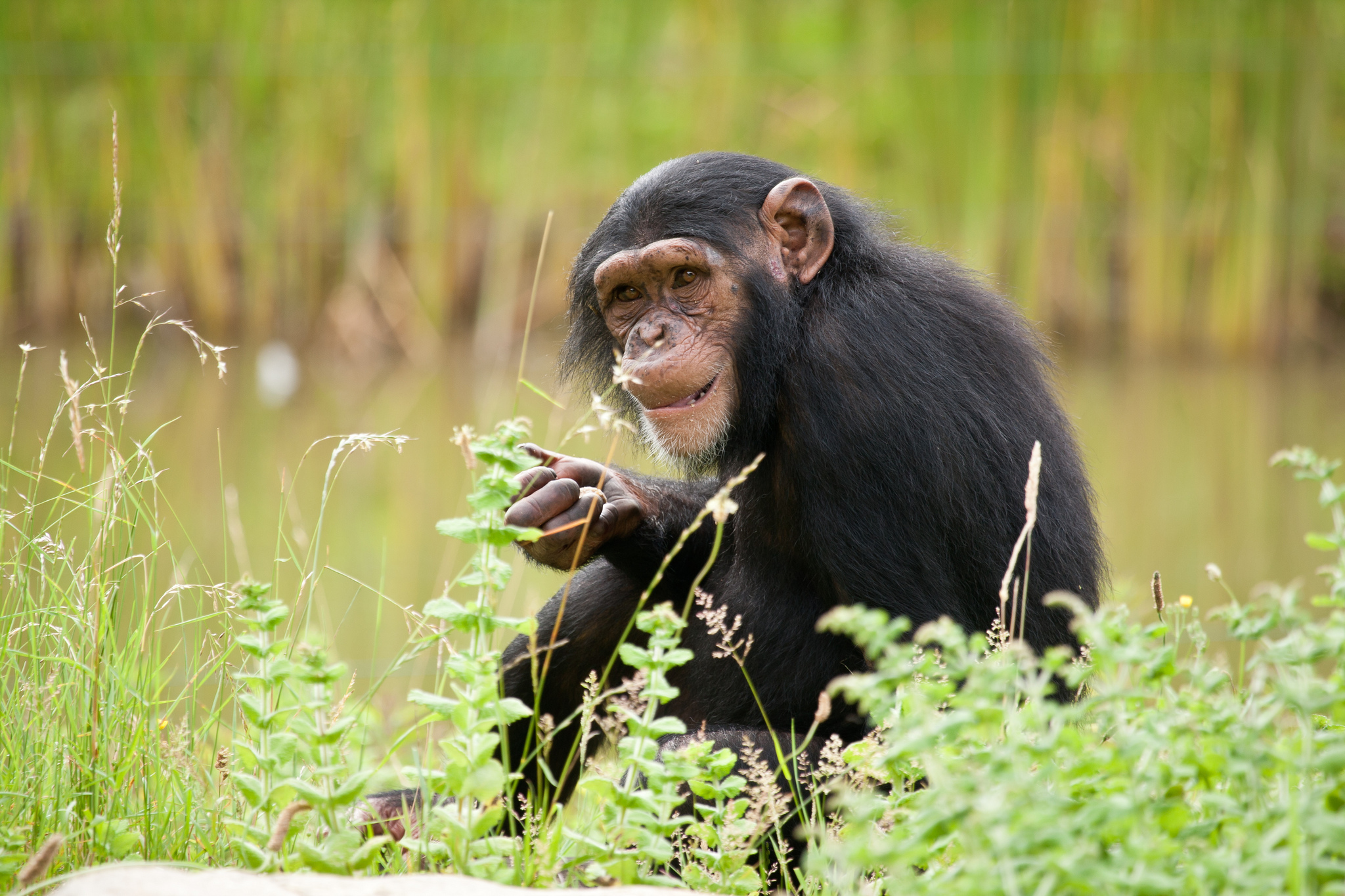 animal, chimpanzee, monkeys