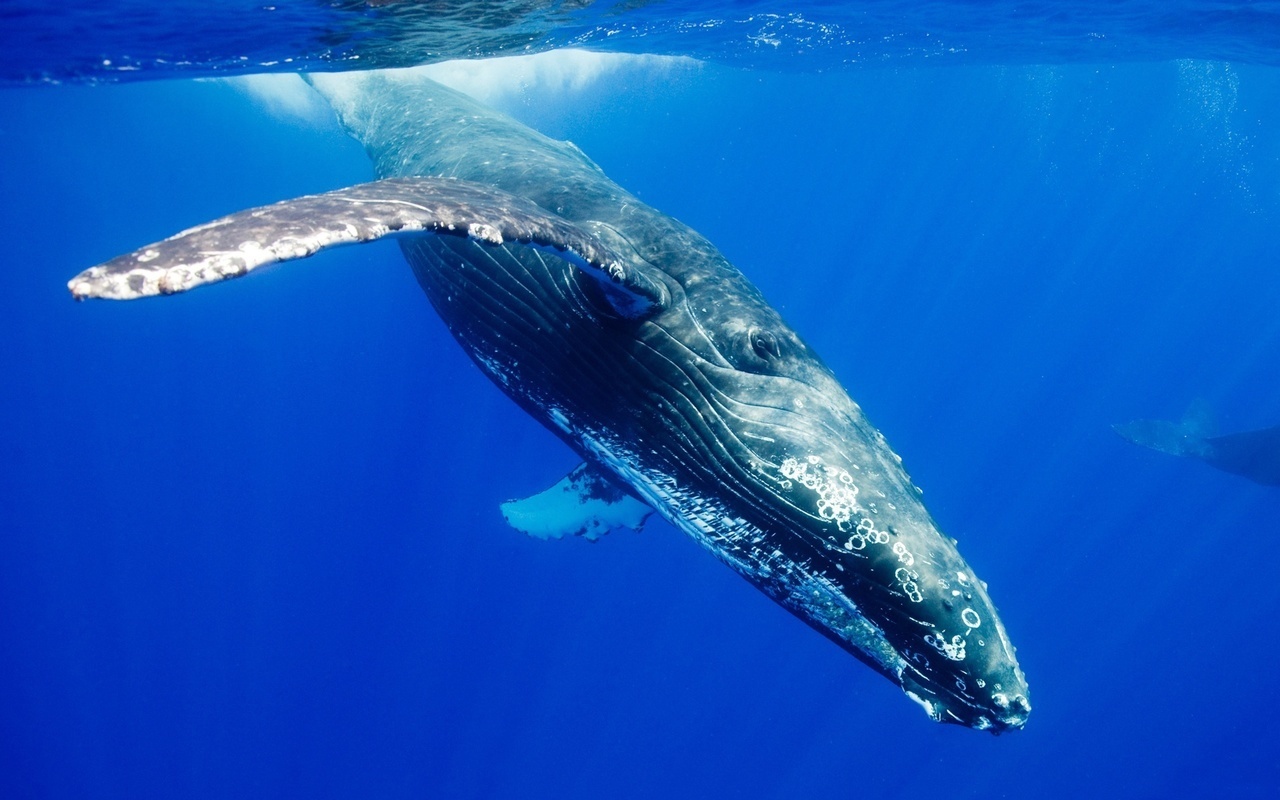 20930 télécharger le fond d'écran animaux, mer, baleines, bleu - économiseurs d'écran et images gratuitement