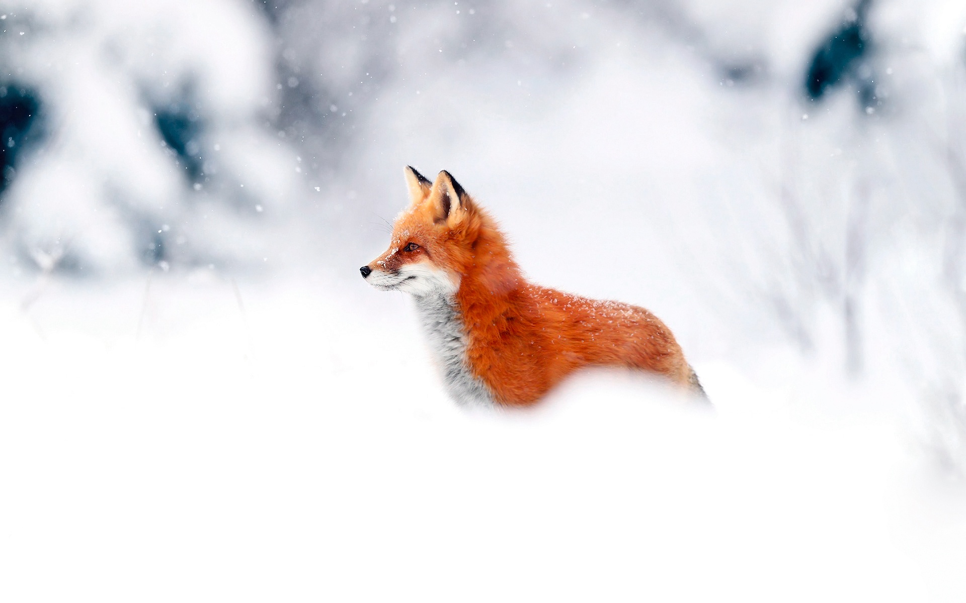 Лисичка в снегу