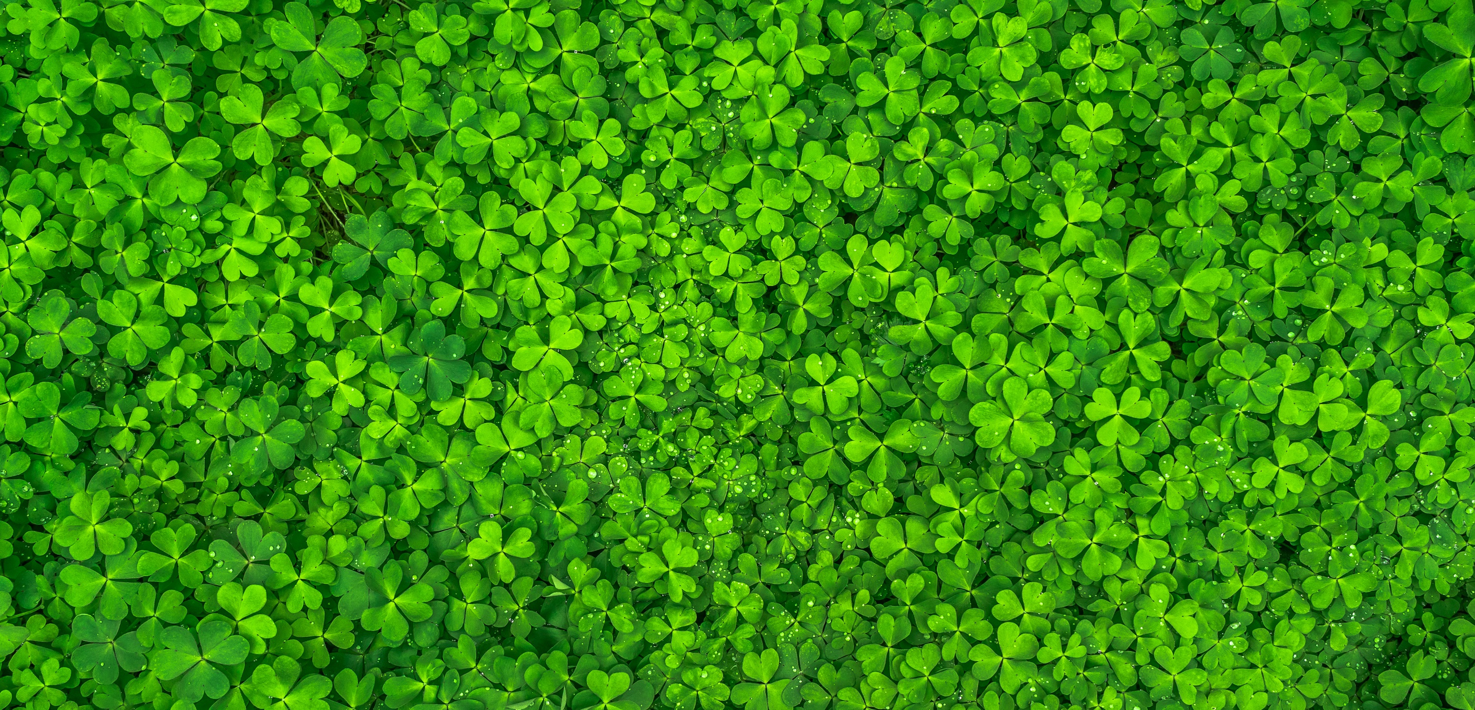 earth, clover, green, nature, plant