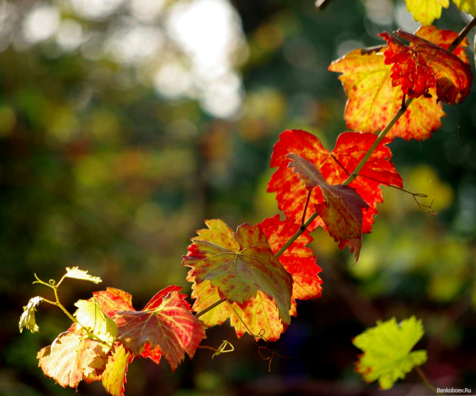 Скачать обои бесплатно Виноград, Листья, Растения картинка на рабочий стол ПК